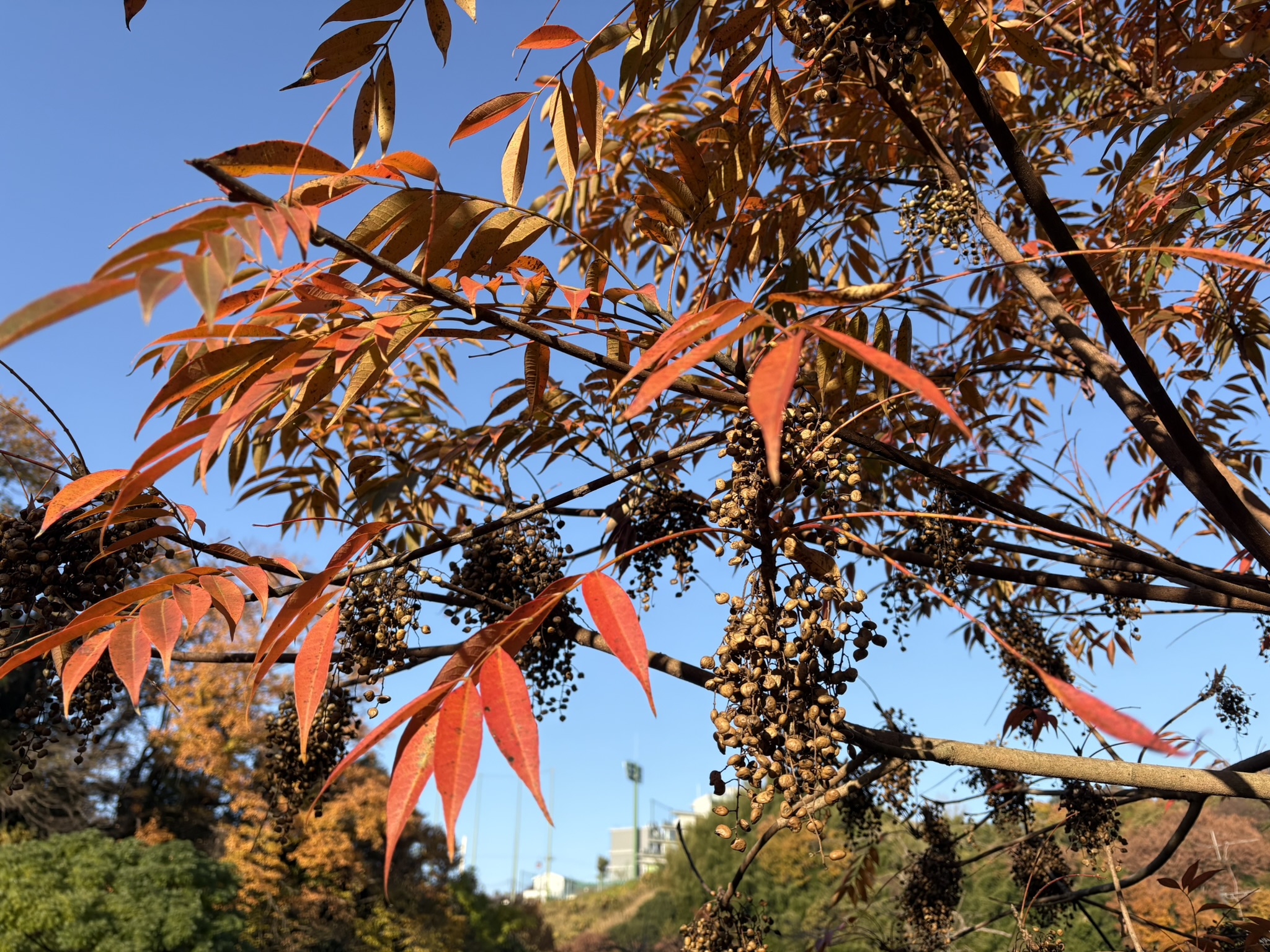 ハゼノキの紅葉 2025-11-30