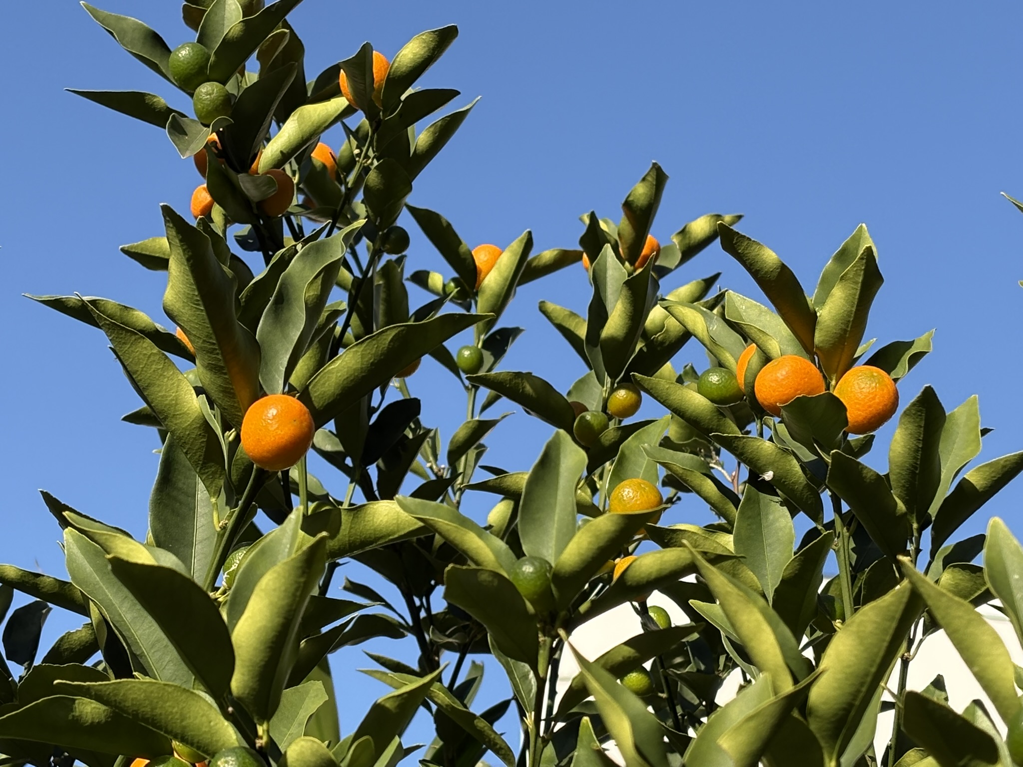 熟度の違う実が見られるキンカン 2025-11-30