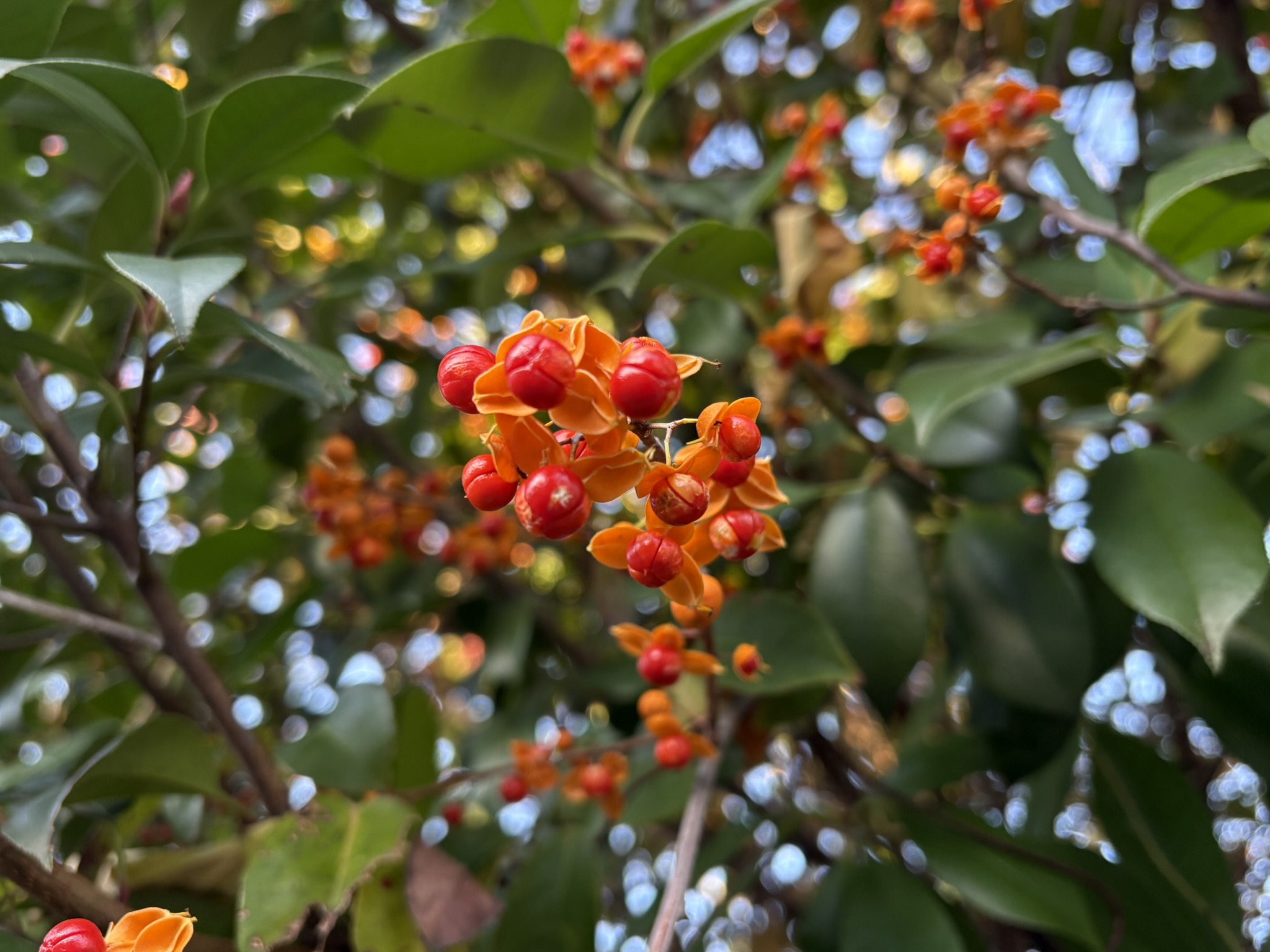 赤く染まるマサキの木 2025-11-30