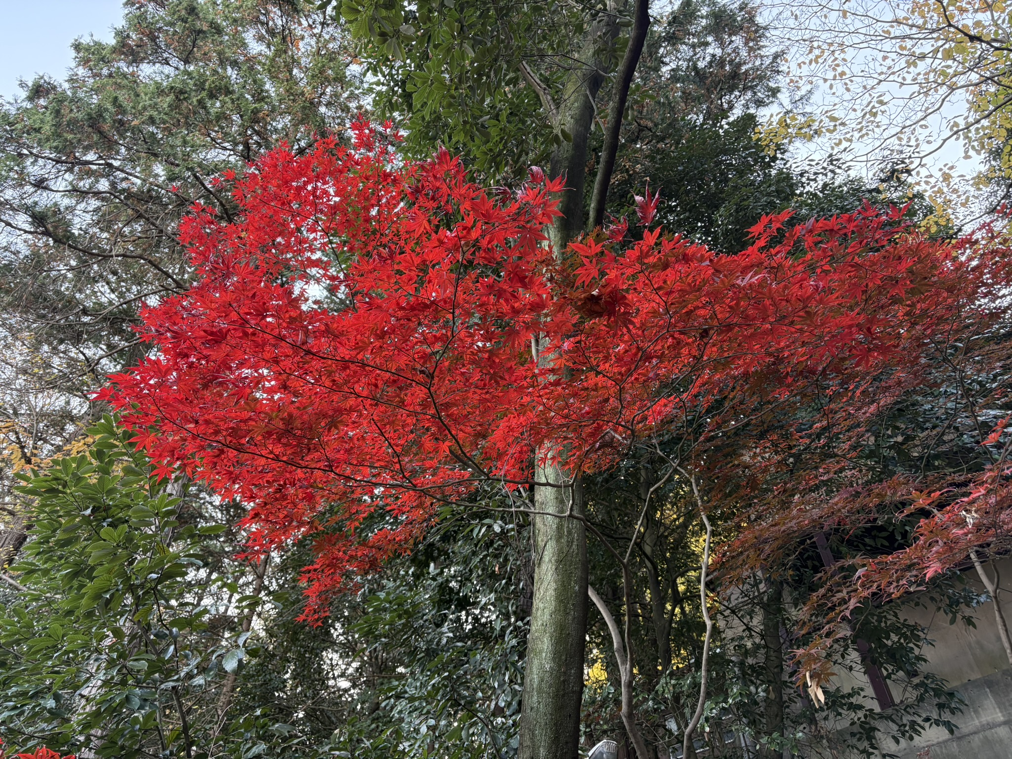 穴澤天神のモミジ 2025-11-30