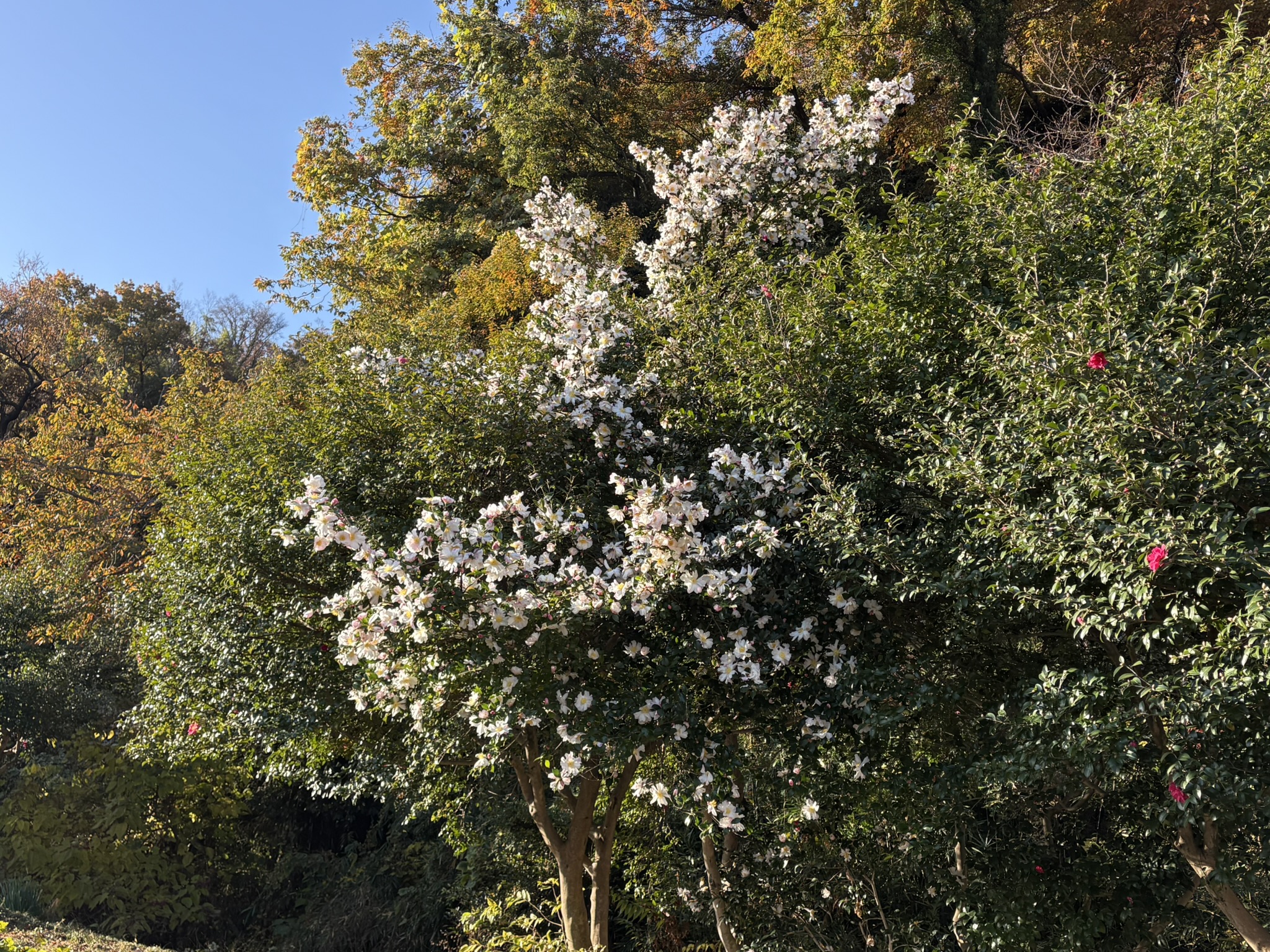 なるか？サザンカ紅白の競演 2025-11-30
