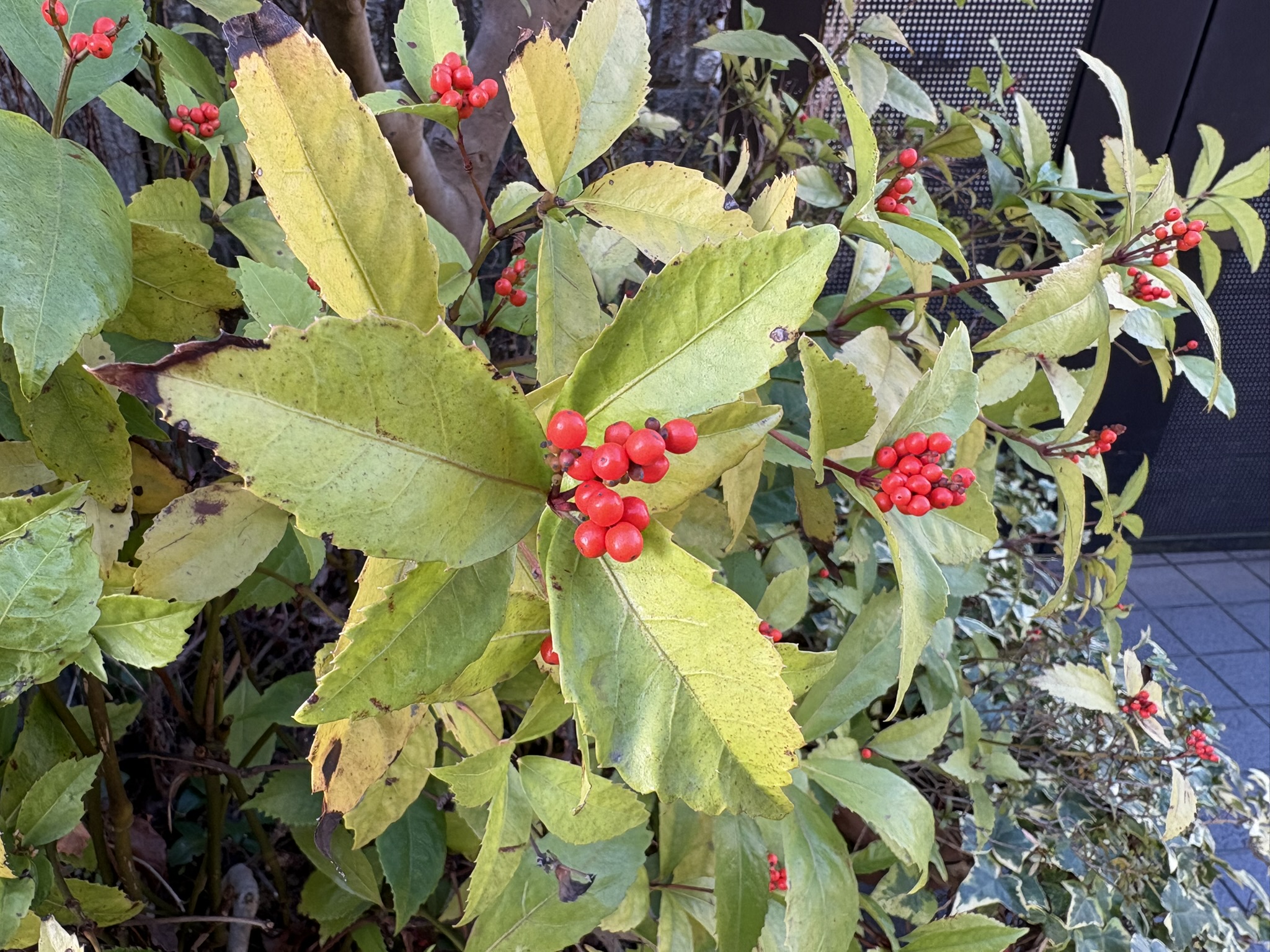 葉焼けしてしまったセンリョウ 2025-11-30