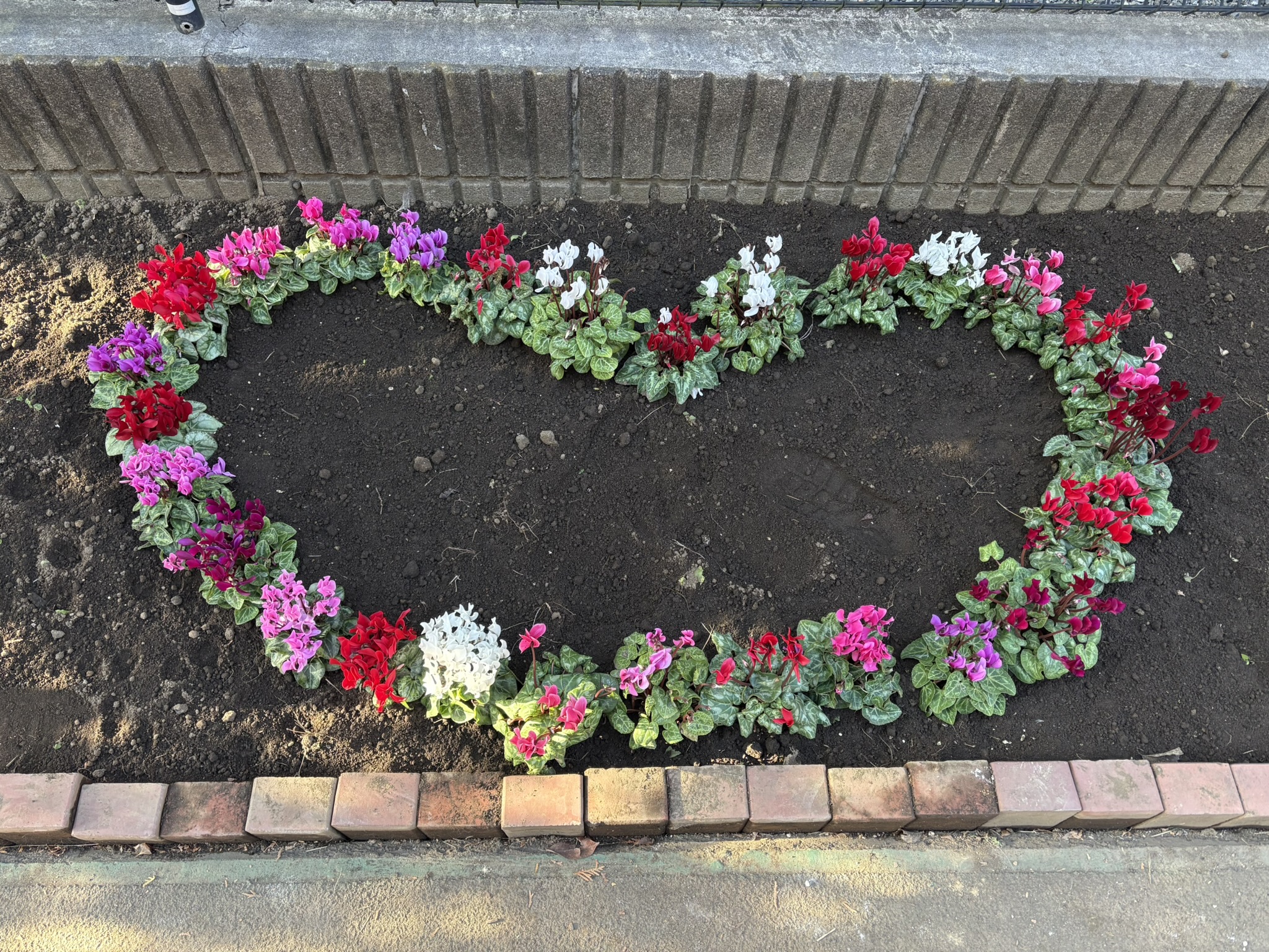 七小ハート型のシクラメン 2025-11-30