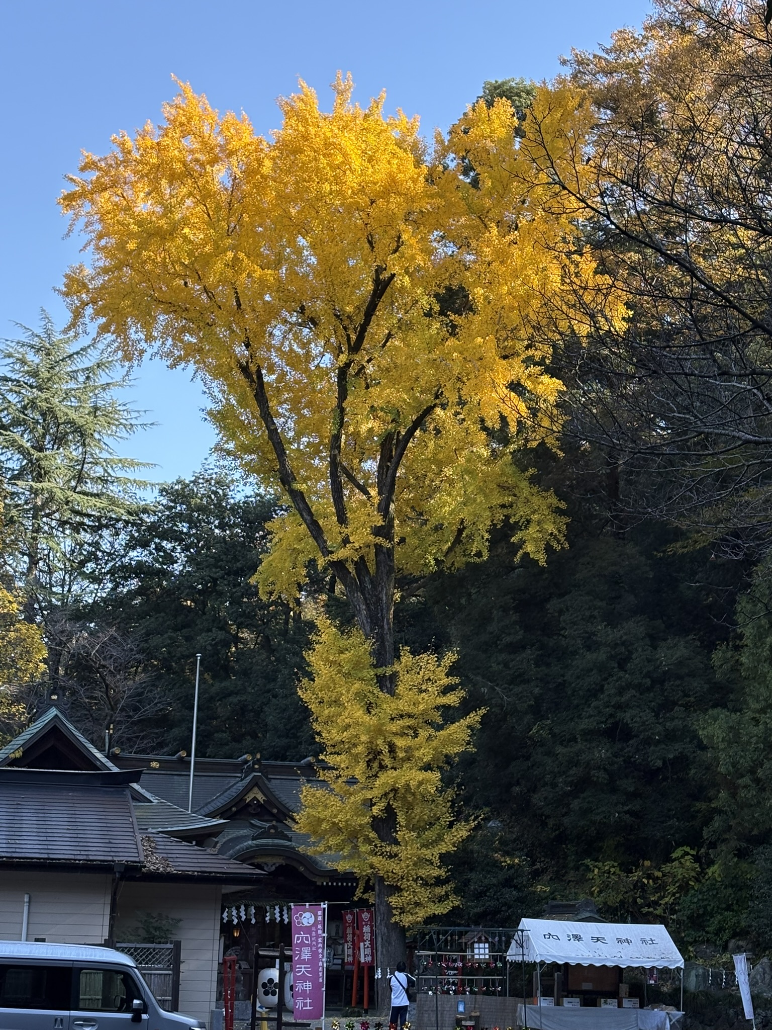 逆三角形の穴澤天のイチョウ 2025-12-01