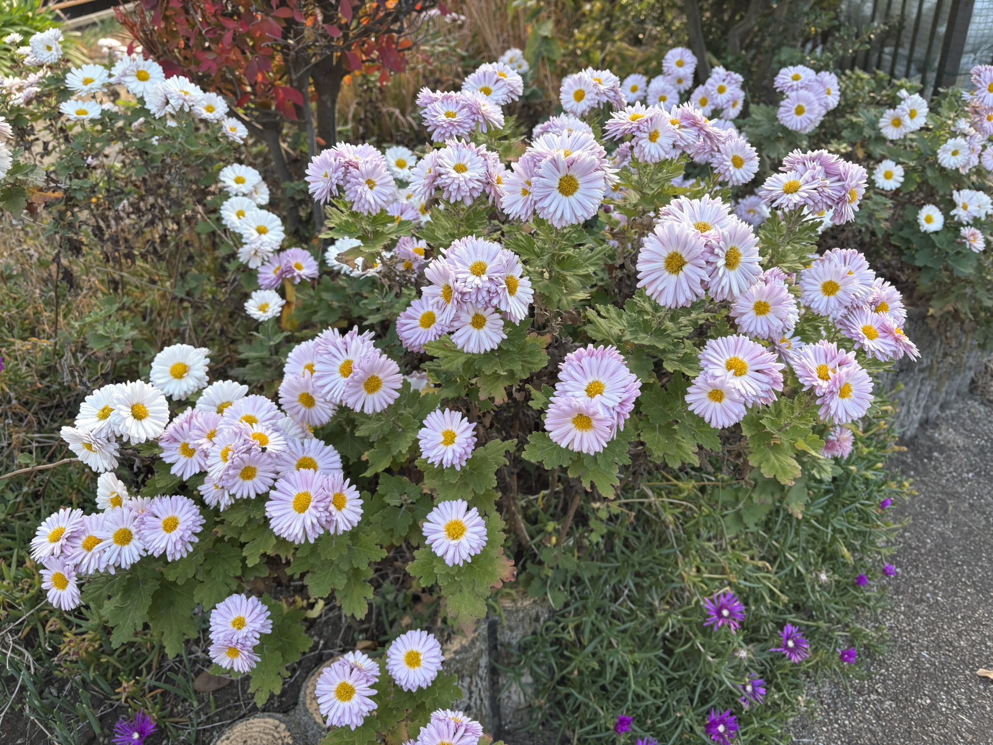 中野島用水沿いのキク満開 2025-12-01