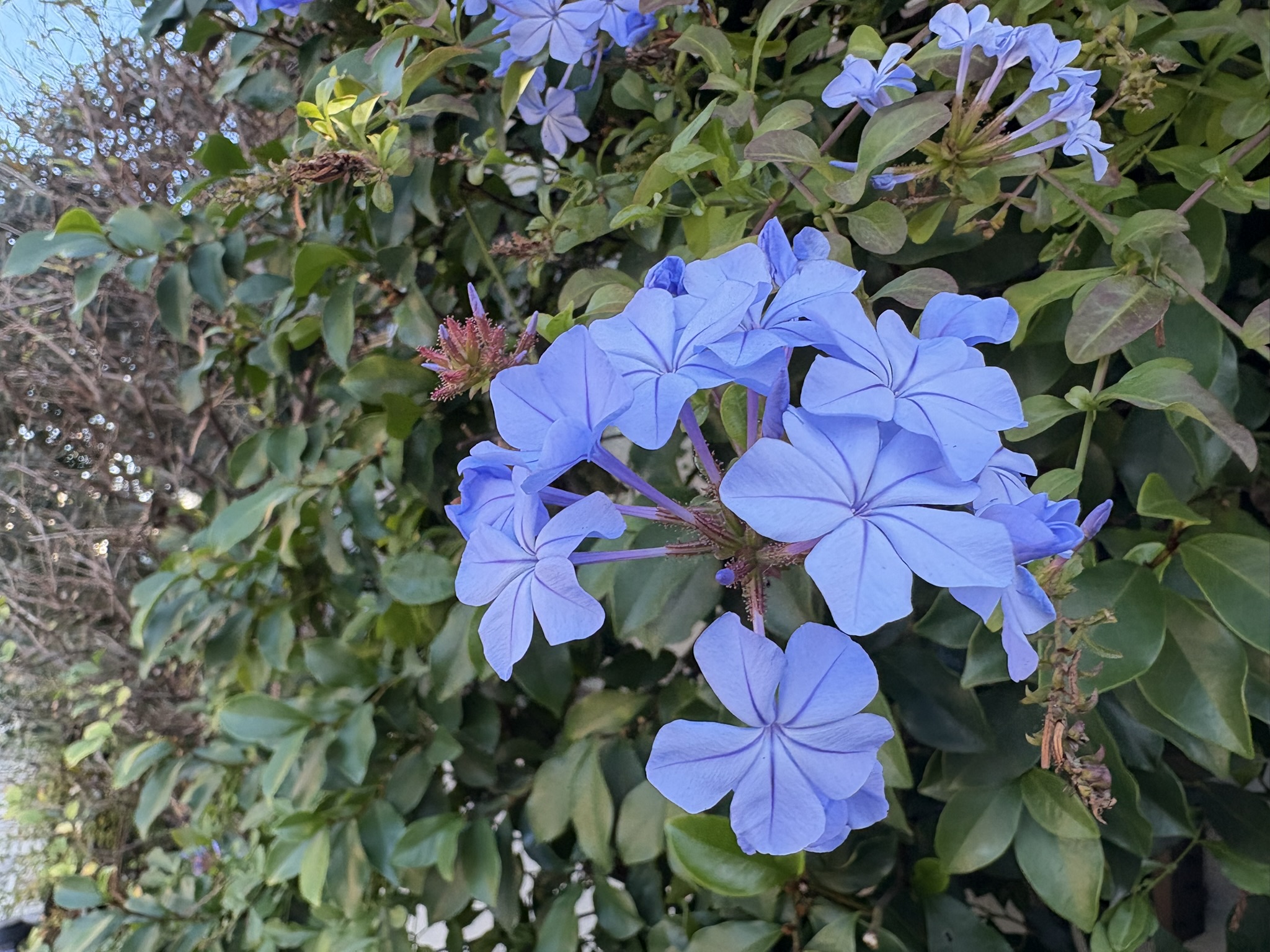 12月でもルリマツリ 2025-12-01