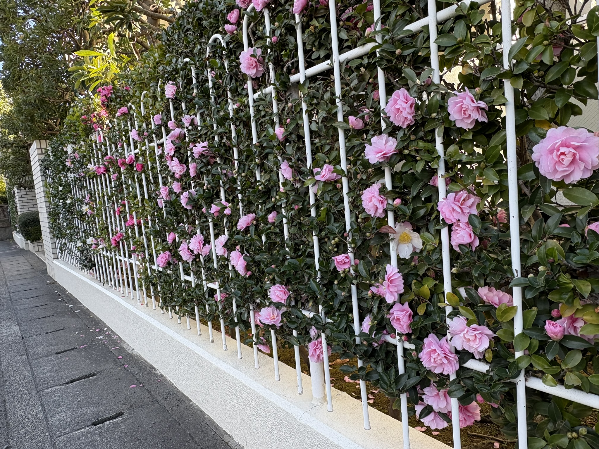 洋風なサザンカの生垣 2025-12-01