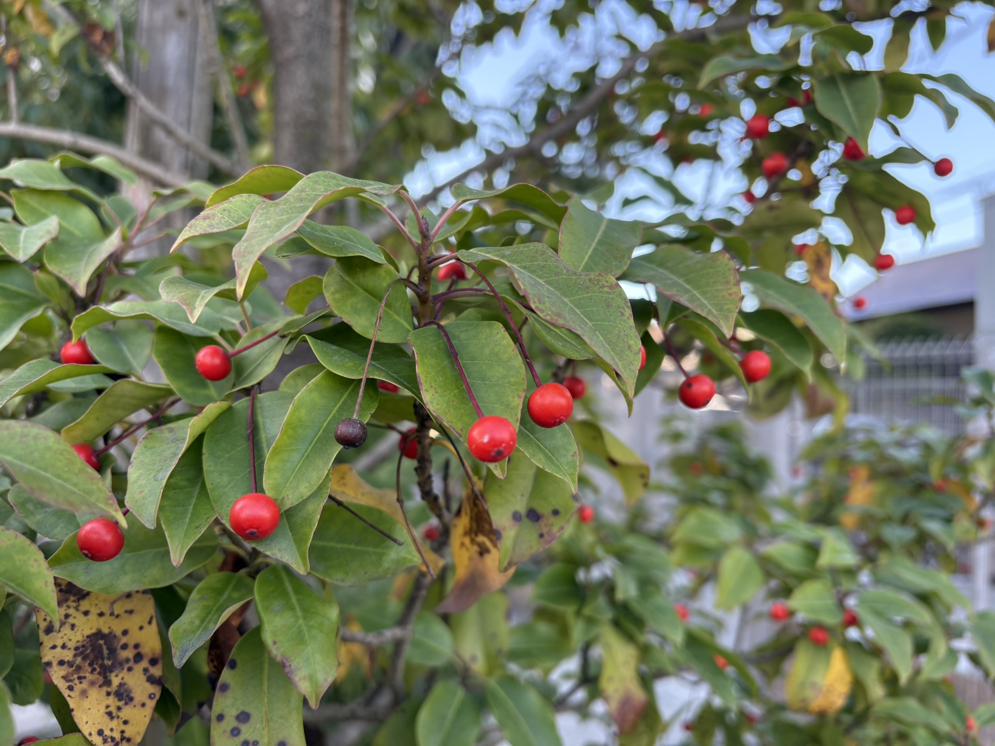 晩秋のソヨゴ 朽葉と萎んだ実 2025-12-01