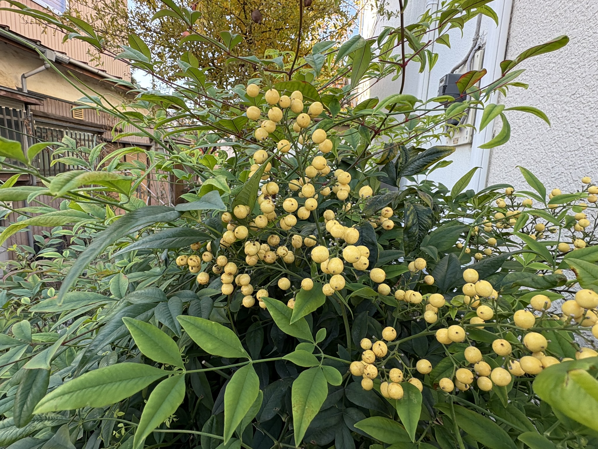 クリーム色の実の南天はシロナンテン 2025-12-01