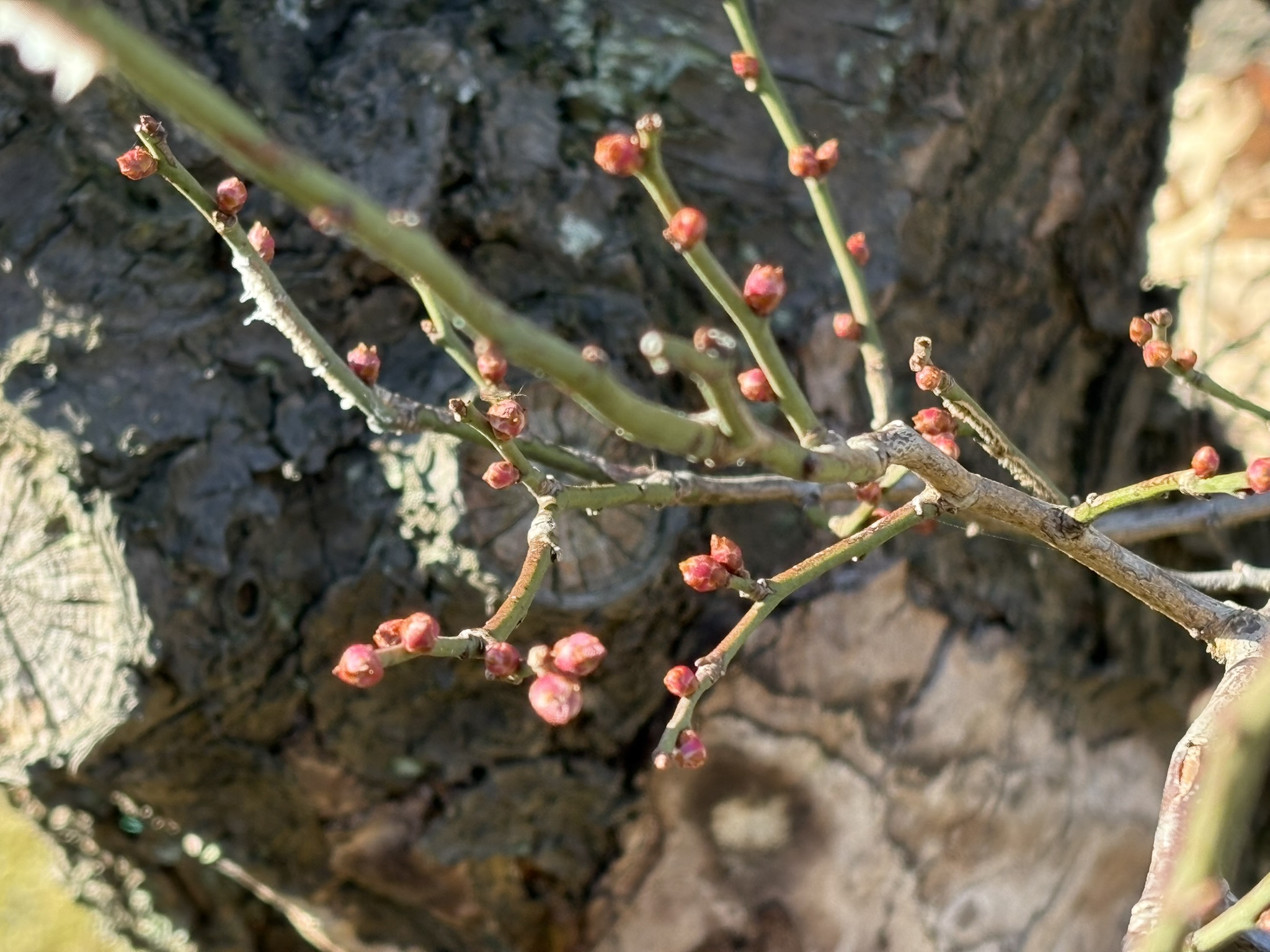 早くもウメの花芽が 2025-12-01