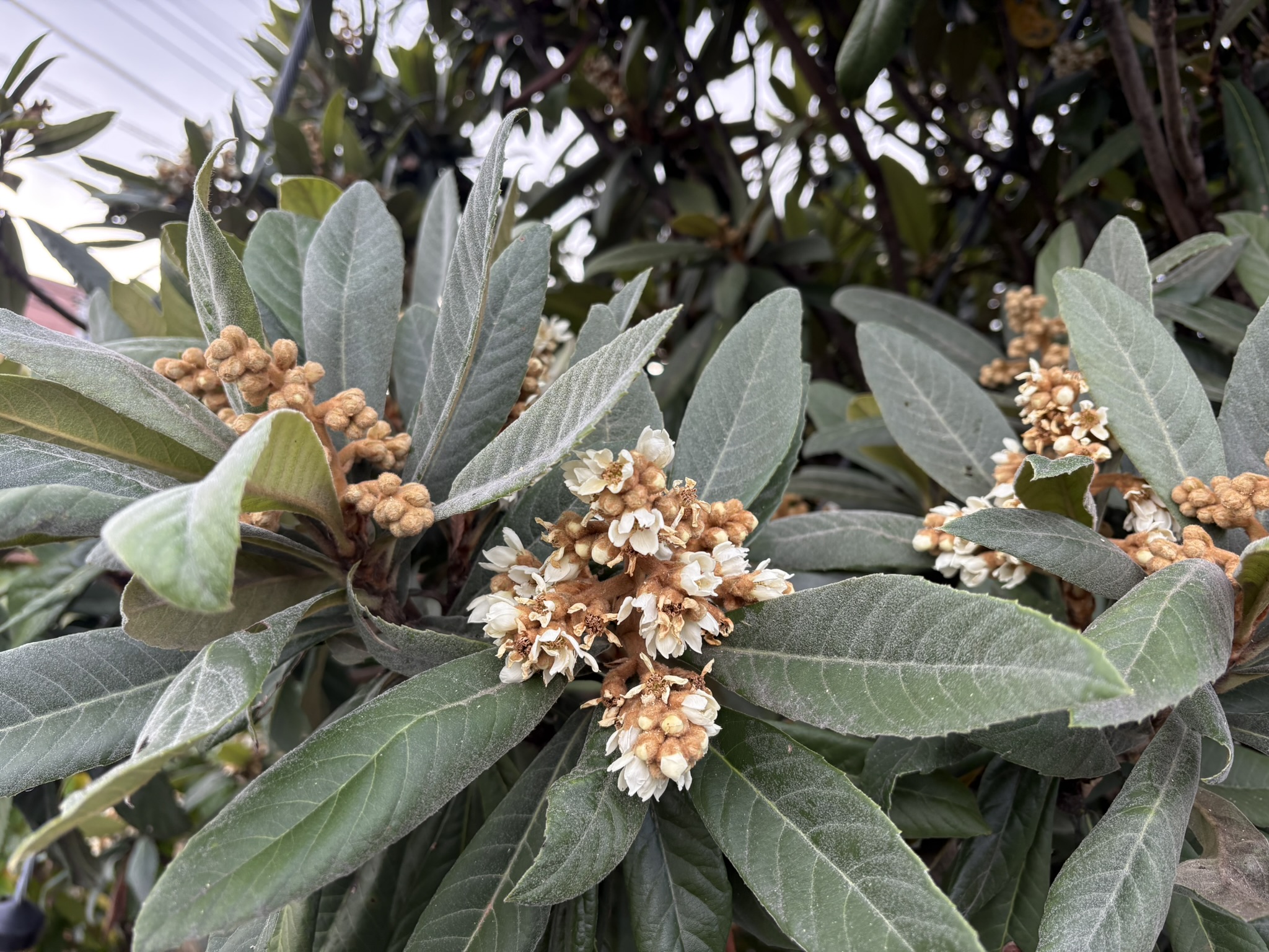 ビワの花は冬に咲きます 2025-12-02