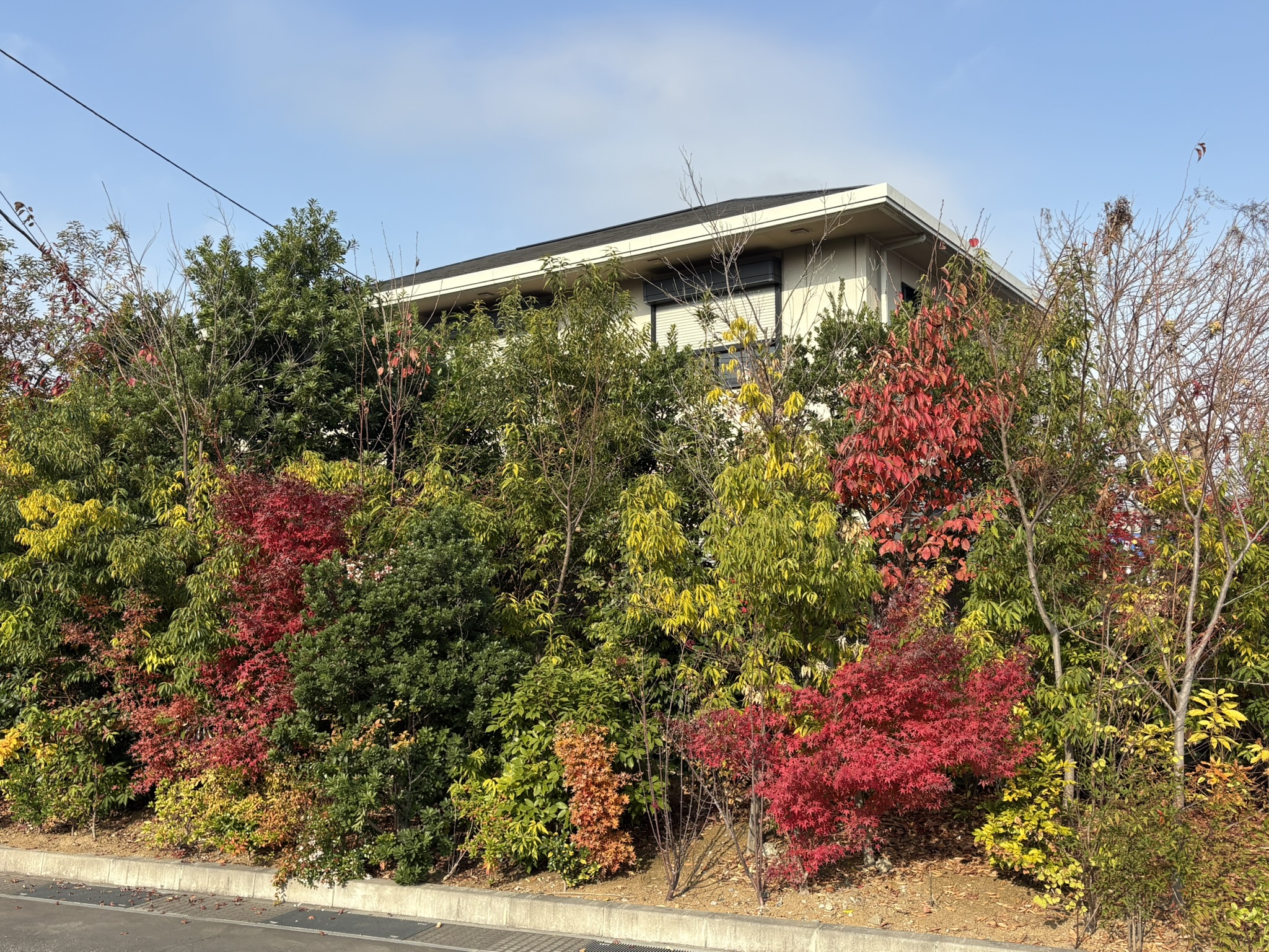 イオンタウンの植え込みモミジの紅葉 2025-12-02