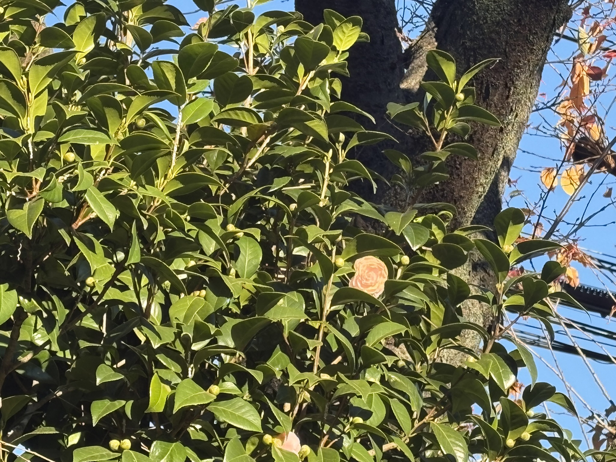 二文のオトメツバキ開花 2025-12-04