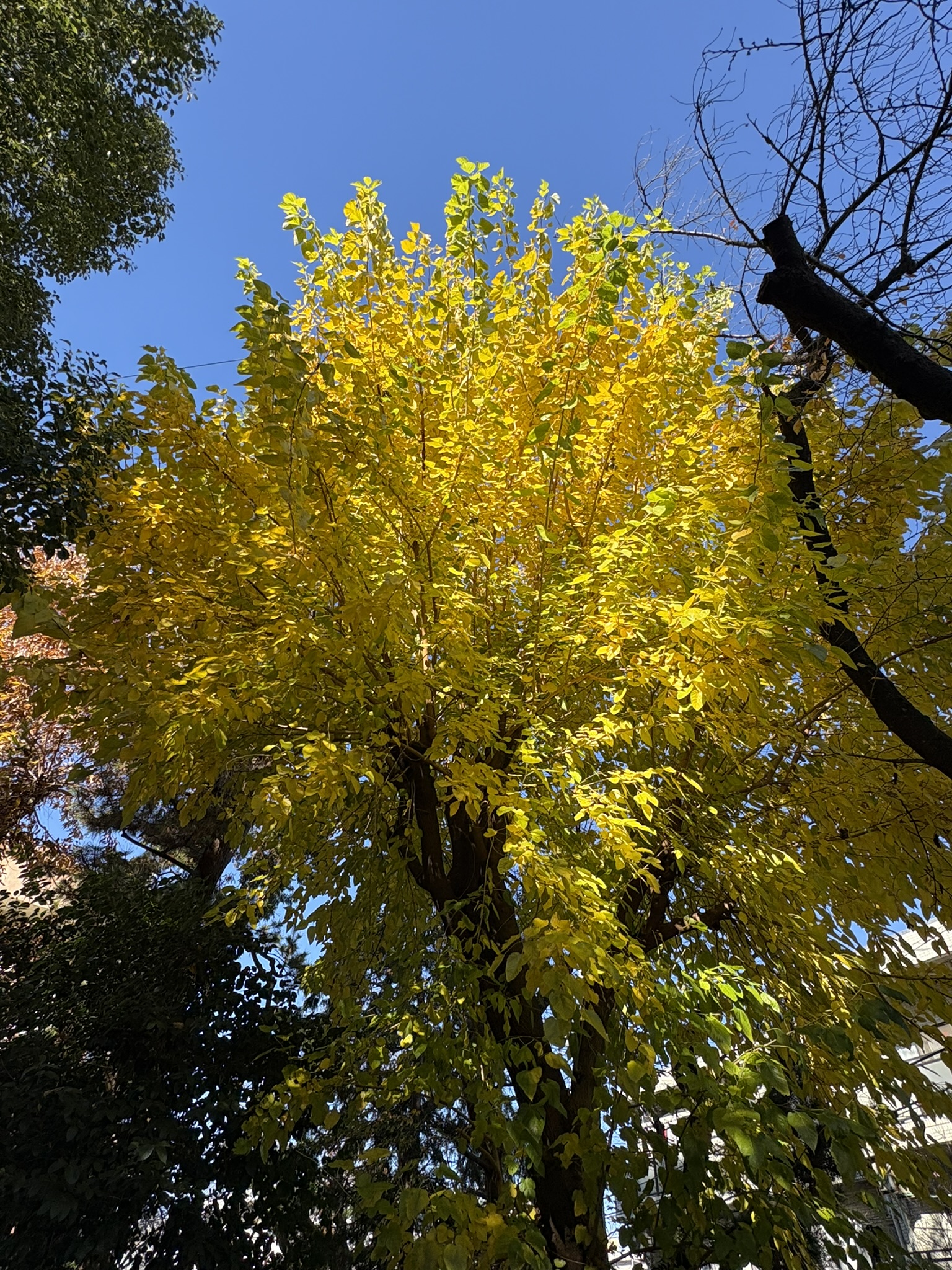 三中のクヌギの黄葉 2025-12-05