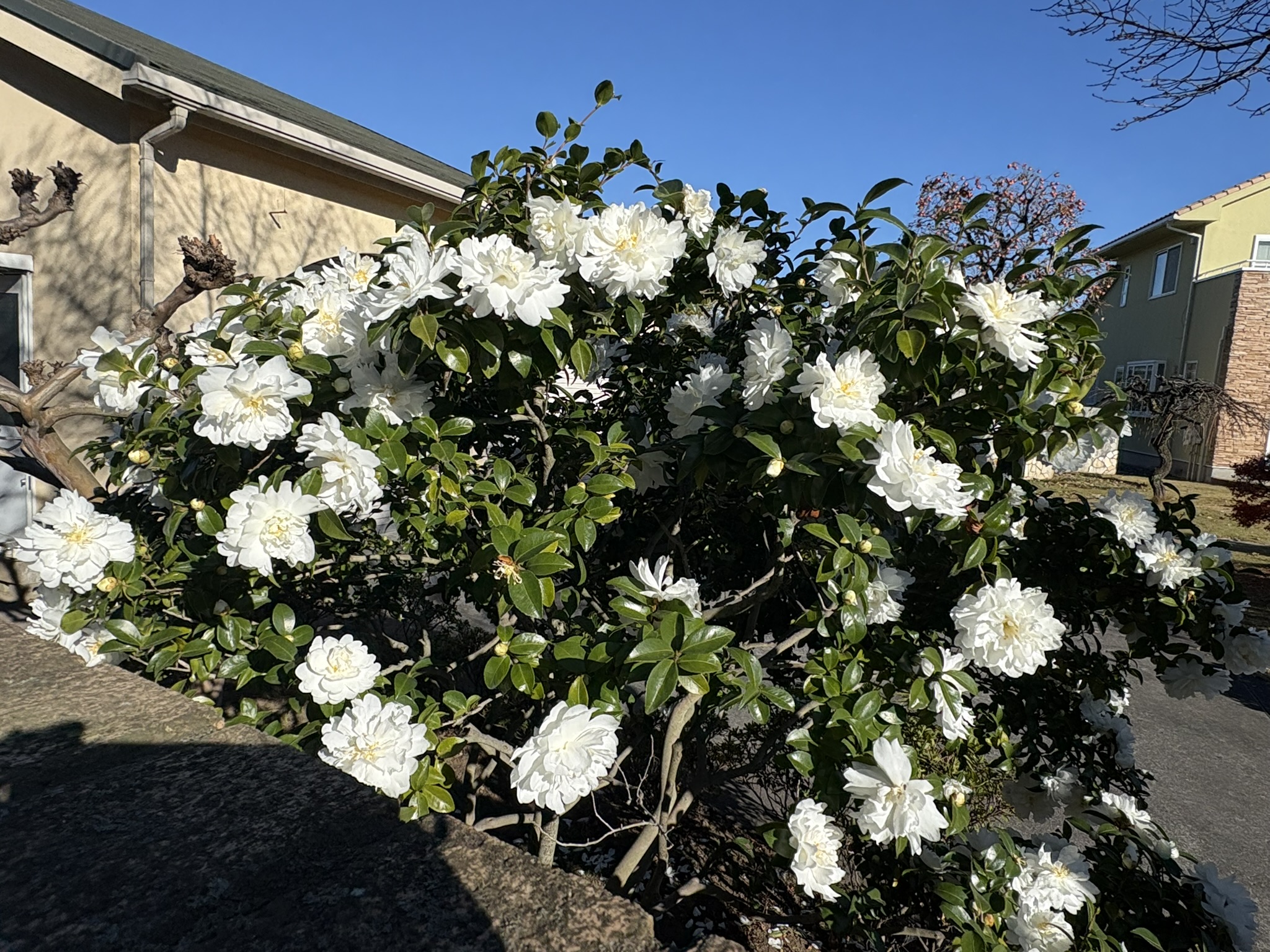 気品ある白八重のサザンカ 2025-12-05