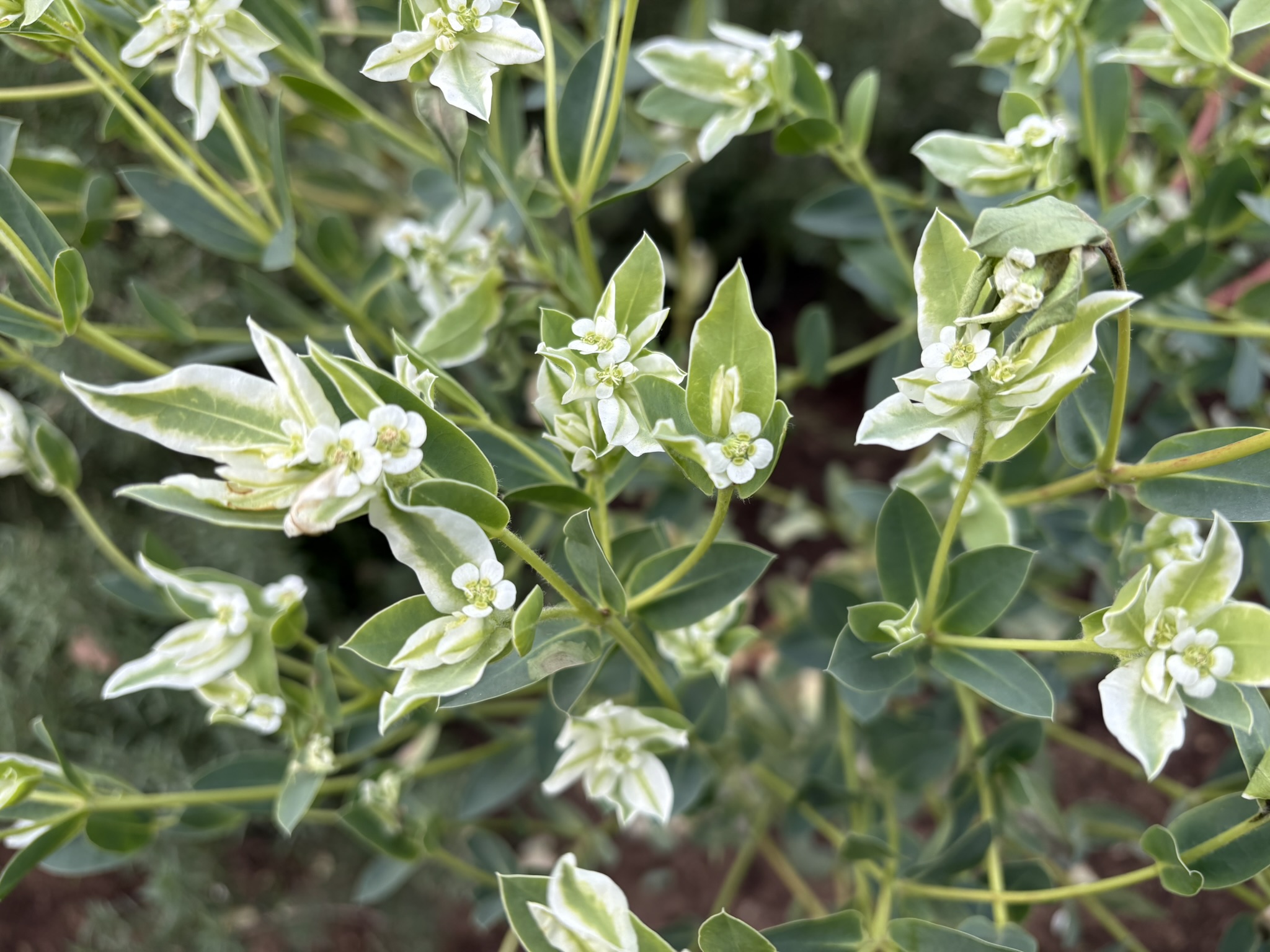 初雪までもってしまう？ハツユキソウ 2025-12-11