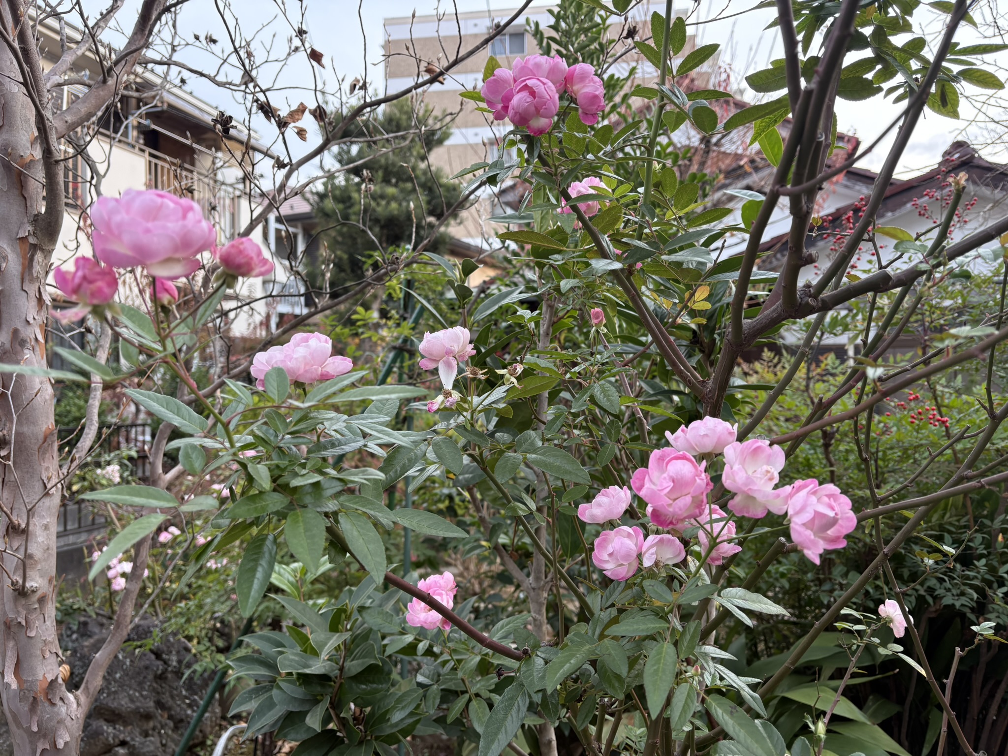 冬咲きのバラはまとまって咲く 2025-12-11
