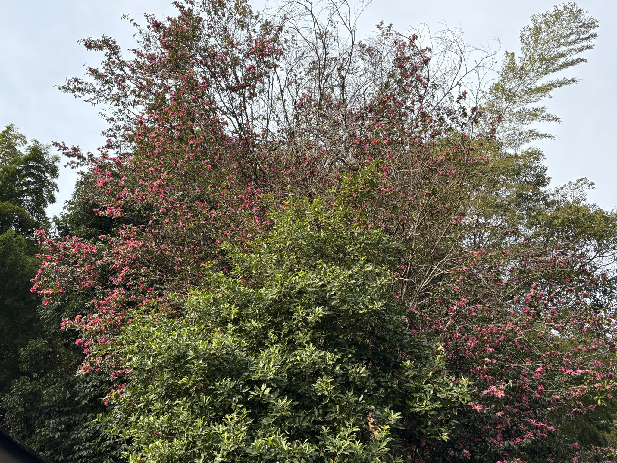 三沢川界隈一のサザンカの大木 2025-12-11