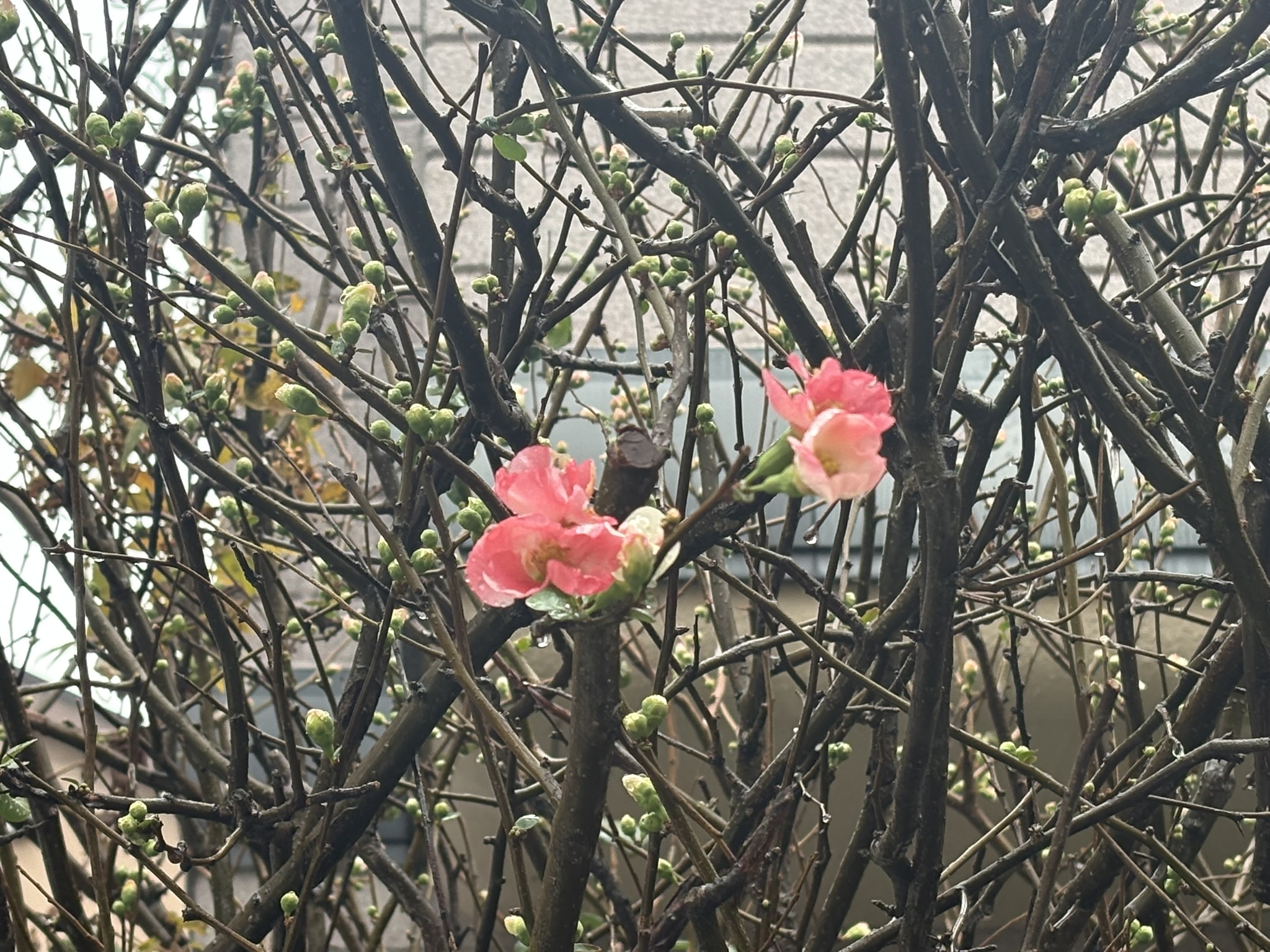 寒咲きのボケが咲き始めました 2025-12-14