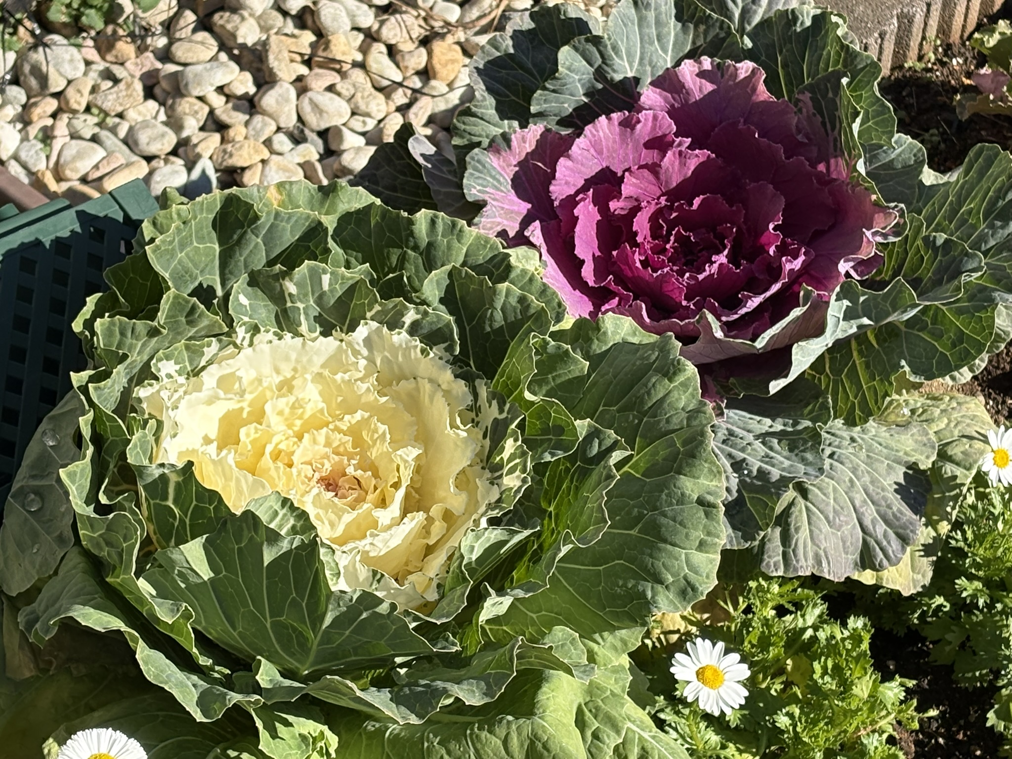 お正月を待つ紅白のハボタン 2025-12-15