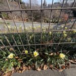 12-16gazania