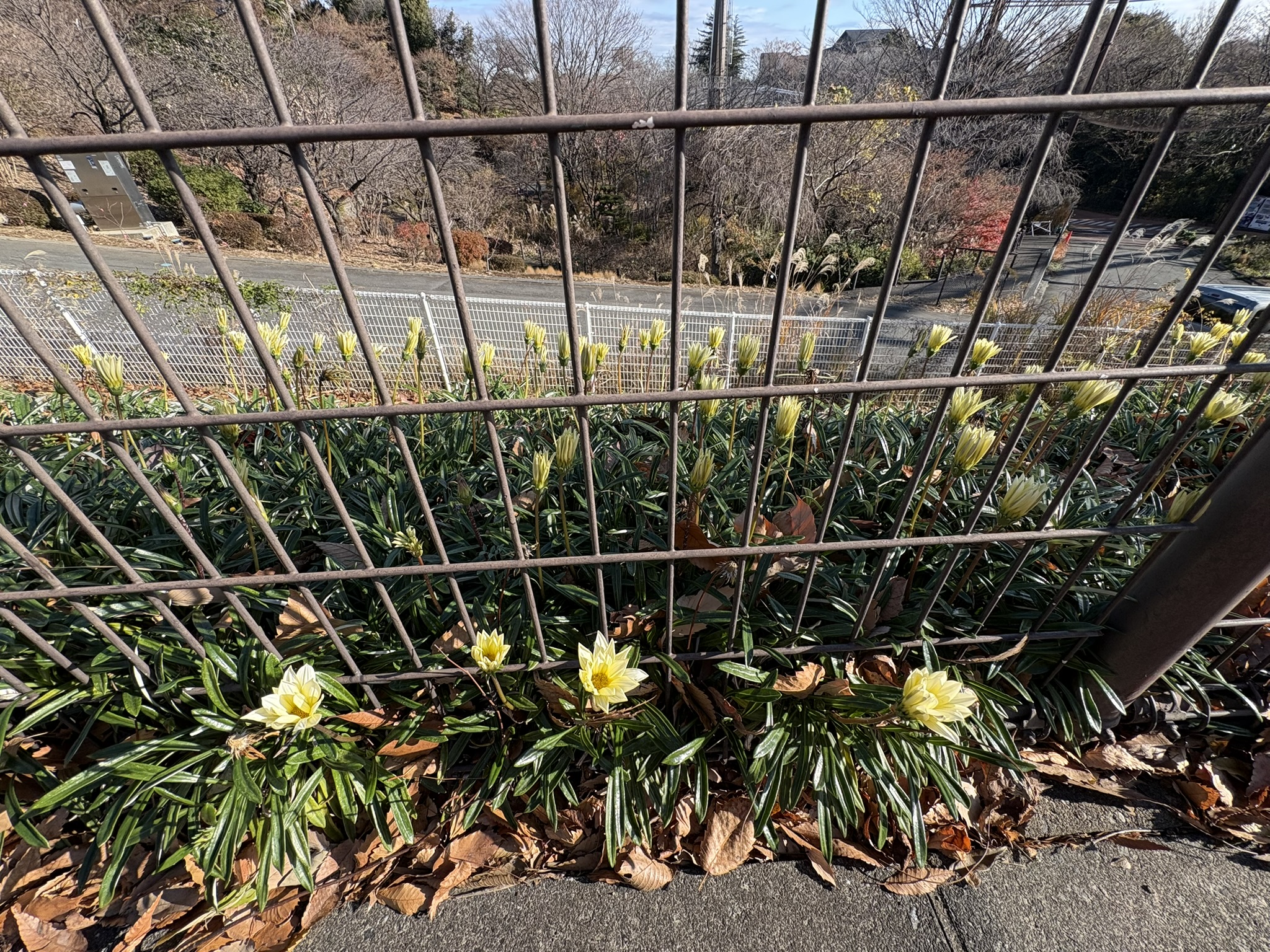 日当たりのいい花壇のガザニア 2025-12-16