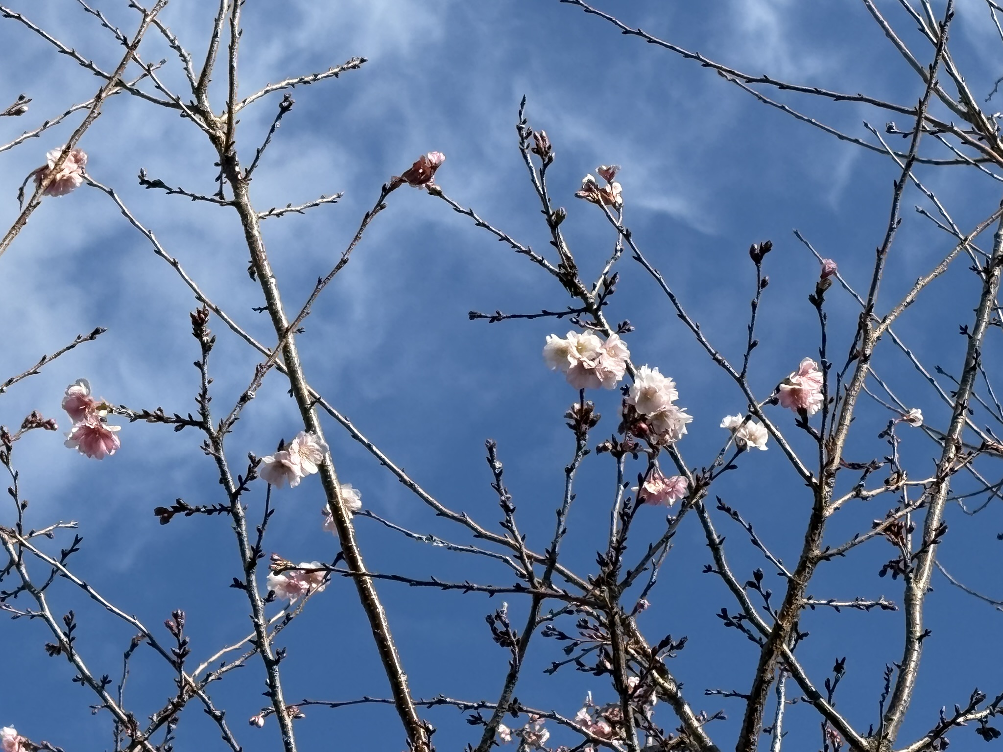 真冬に咲くジュウガツザクラ 2025-12-16