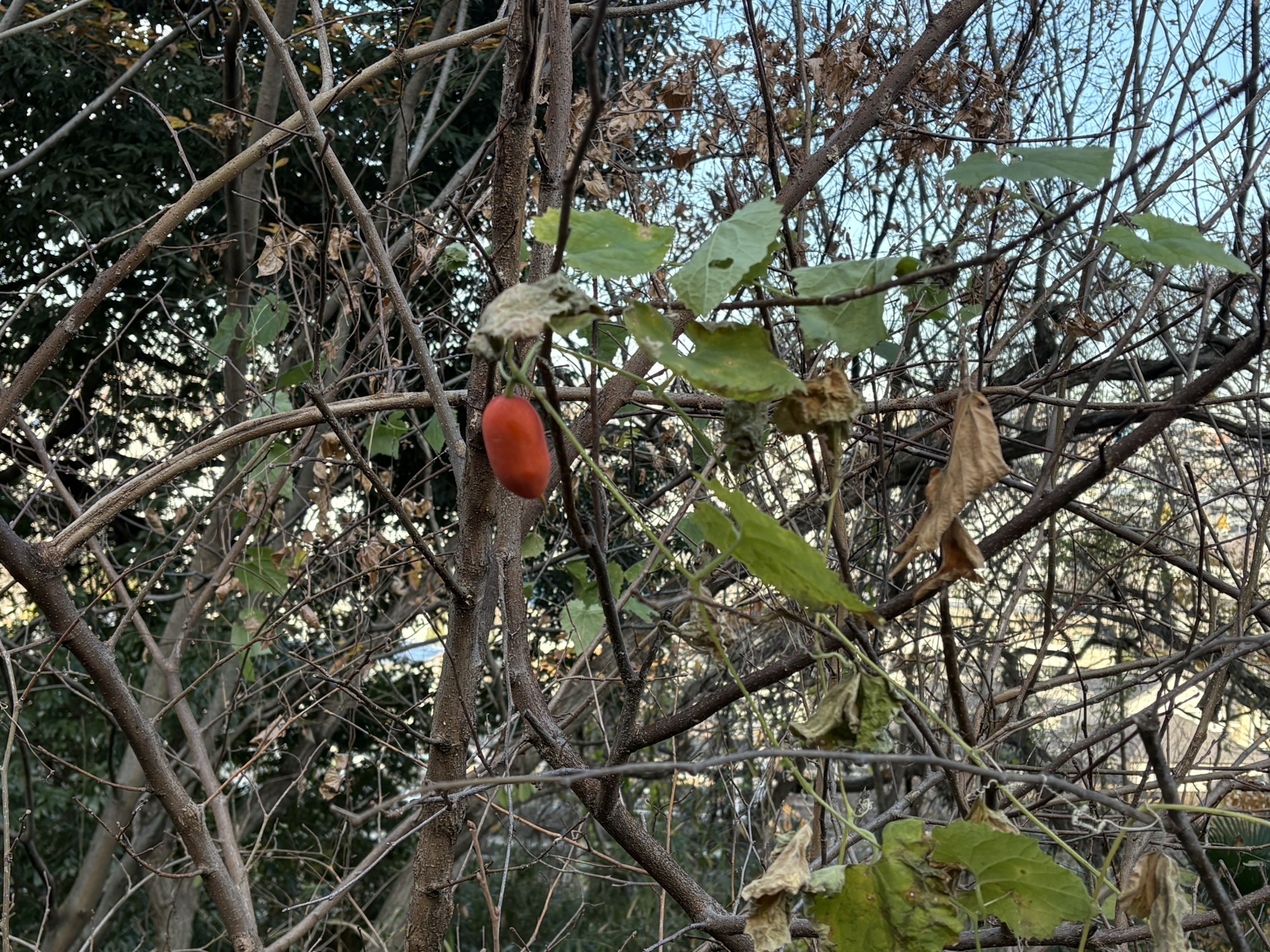 冬のカラスウリの実は大きく目立つ 2025-12-16