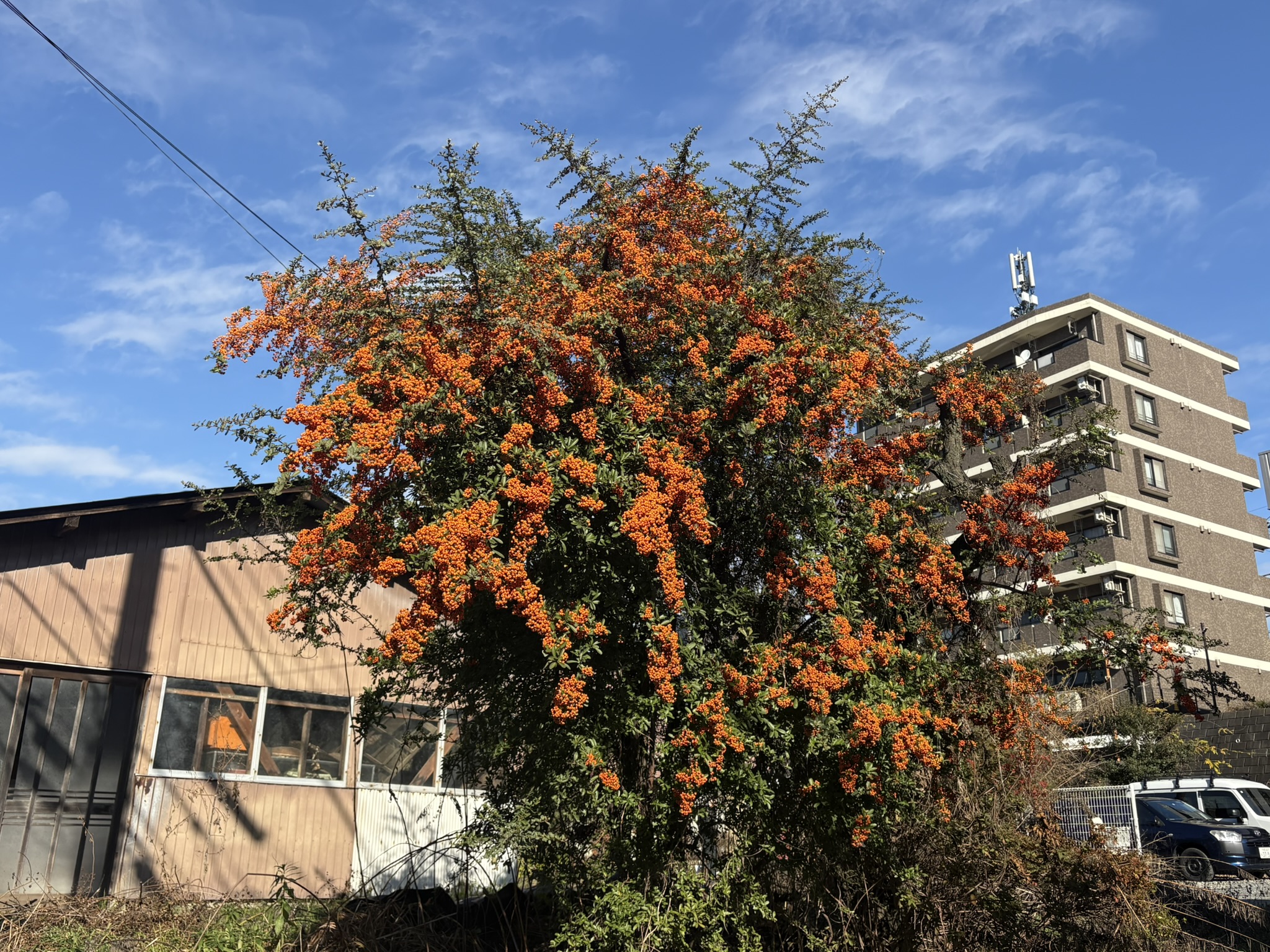 西洋のモンスターのようなピラカンサ 2025-12-16