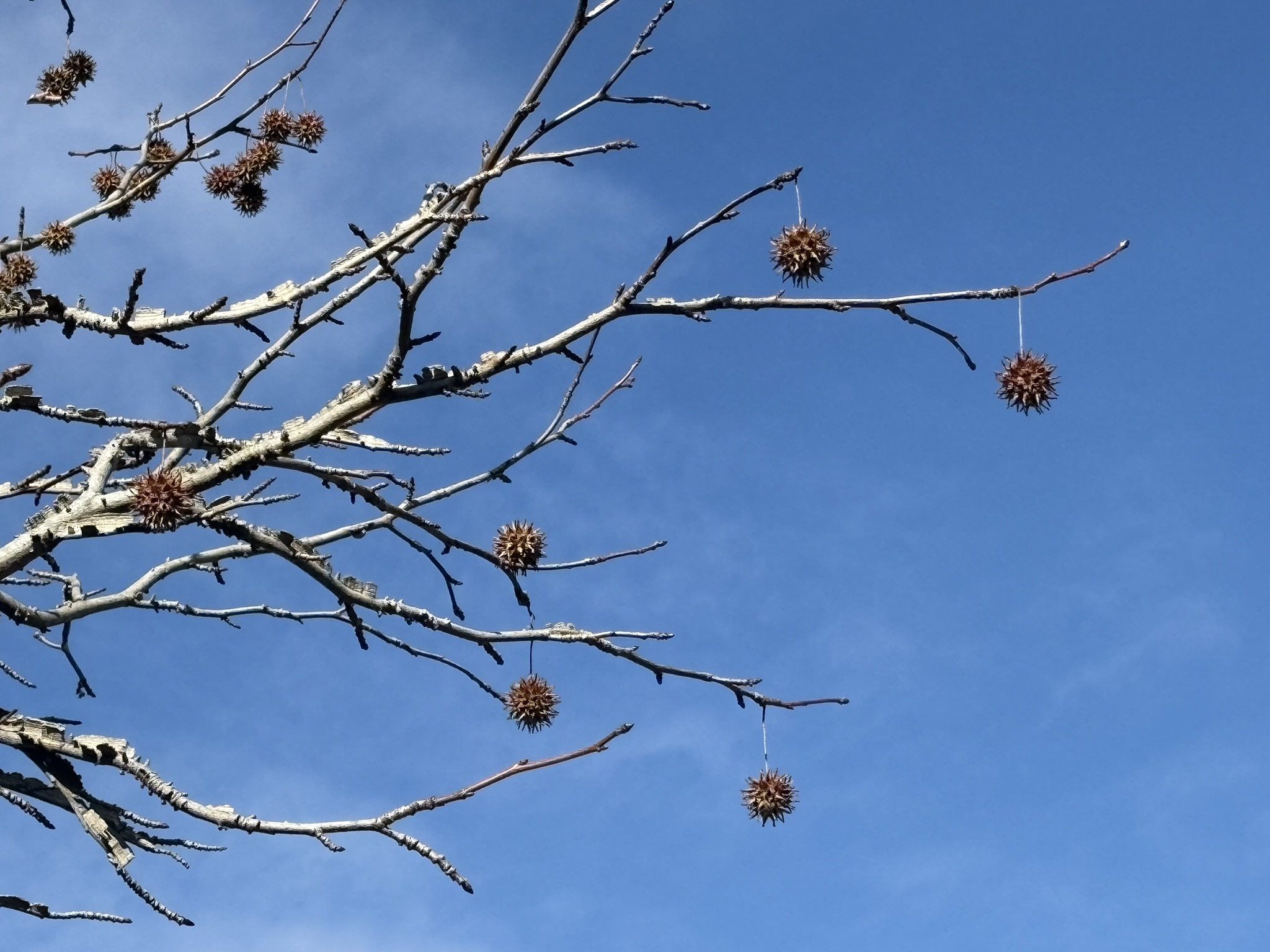 プラタナスは鈴かけの木 2025-12-16