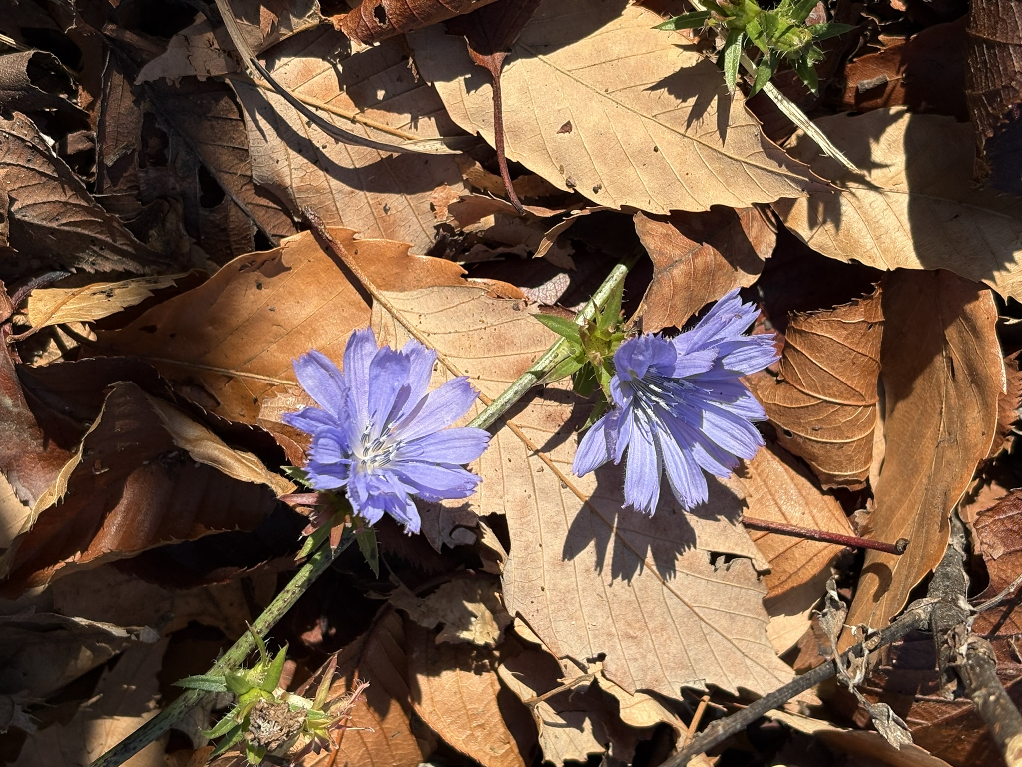 季節外れのチコリー 2025-12-16
