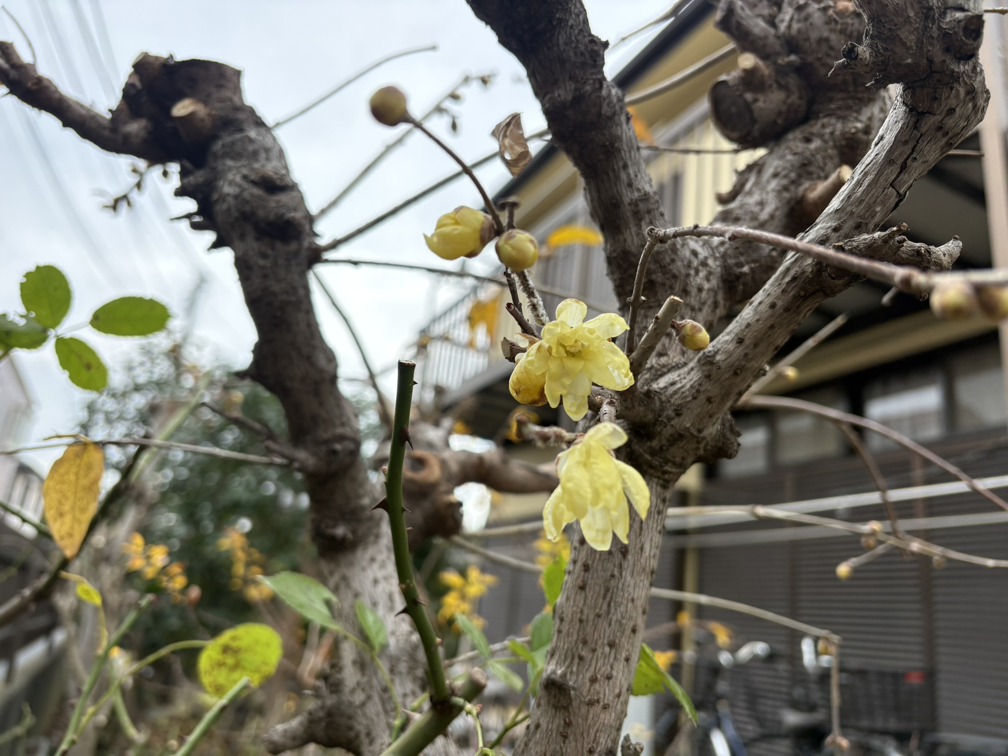 早くもロウバイが咲き始めました 2025-12-20