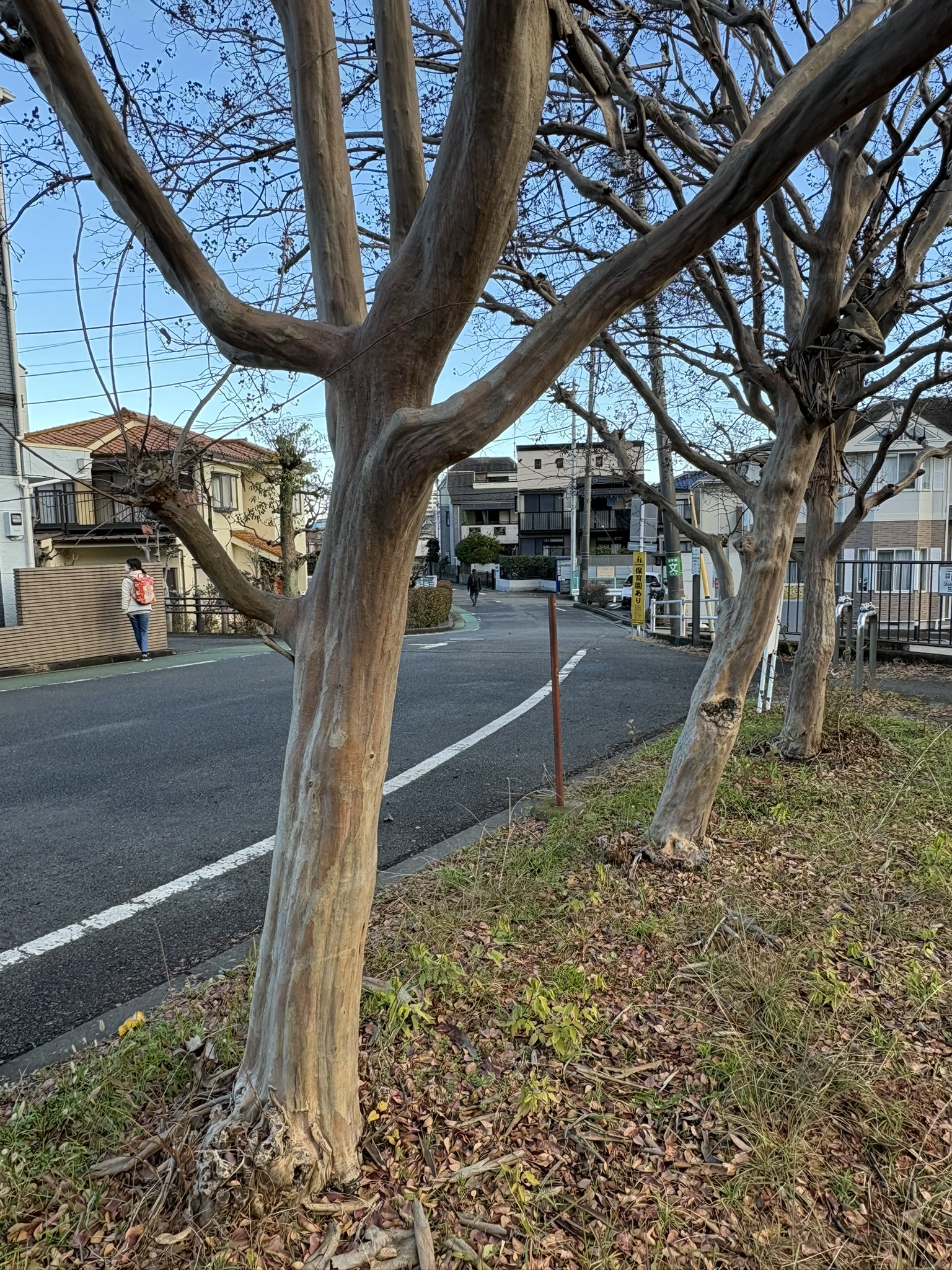 スベスベお肌で年越しのサルスベリ 2025-12-26