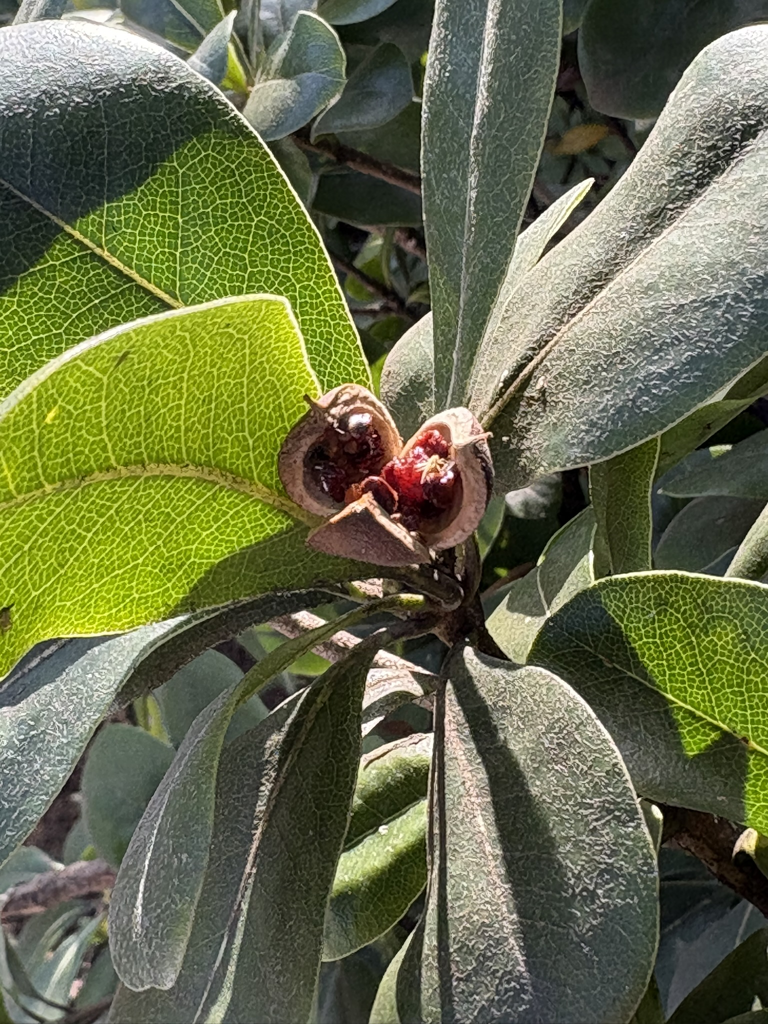 実が三裂するトベラ 2025-12-26