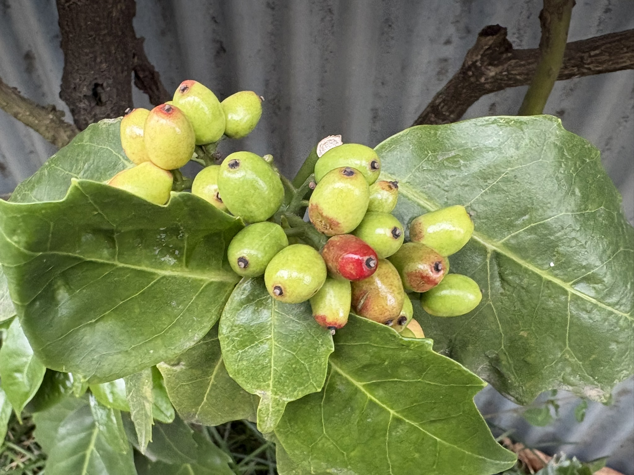 色の変化途中のアオキの実 2025-12-27