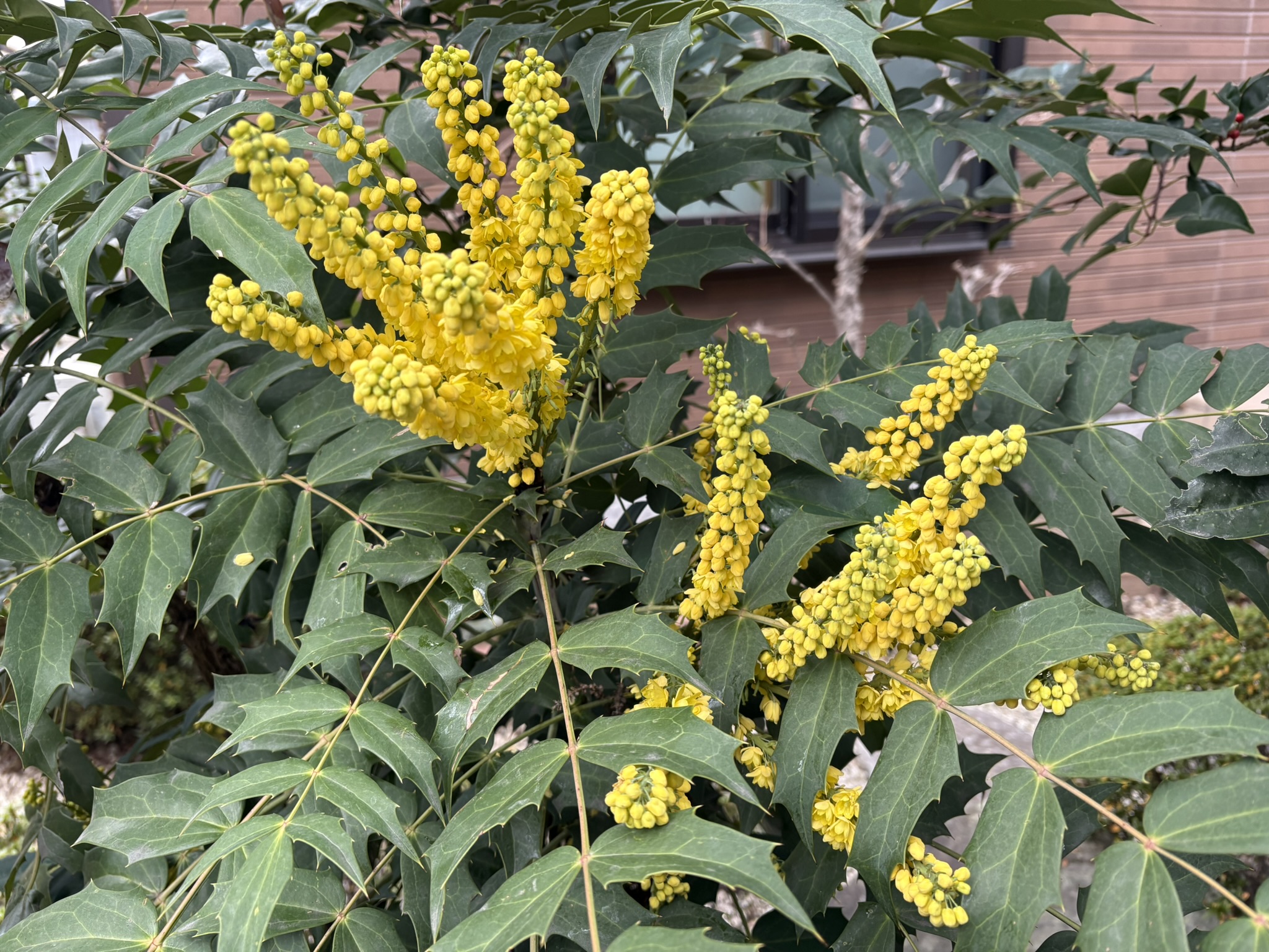 ヒイラギナンテン開花 2025-12-27