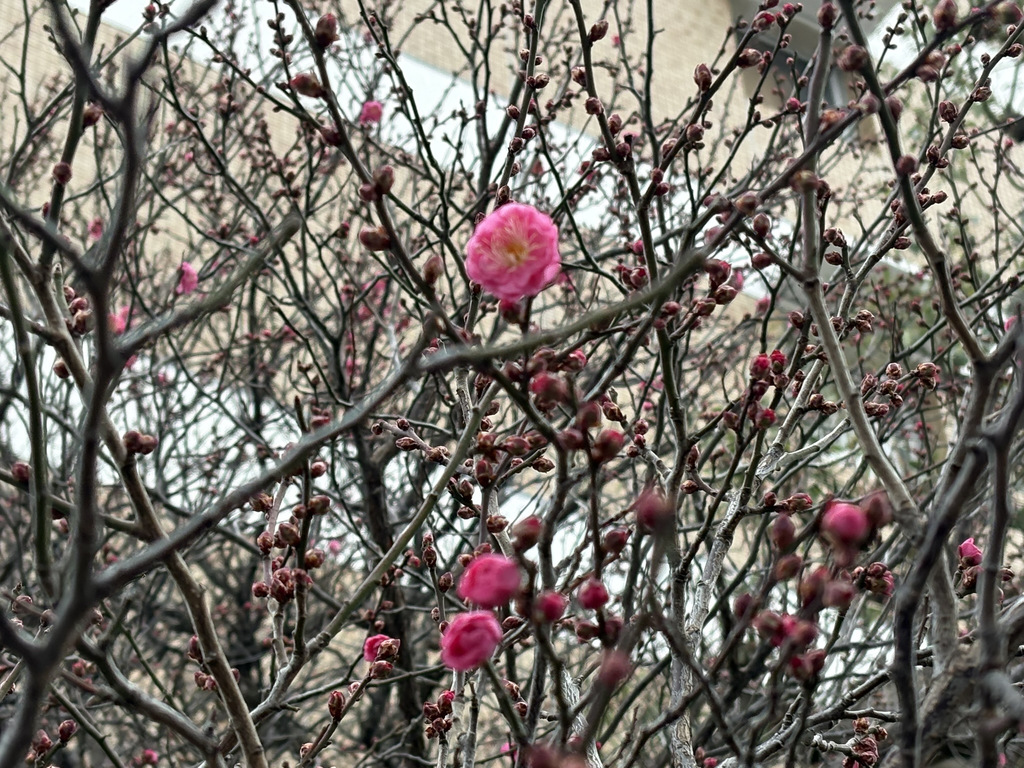 コウバイ(紅梅)早いペースで開花 2025-12-27