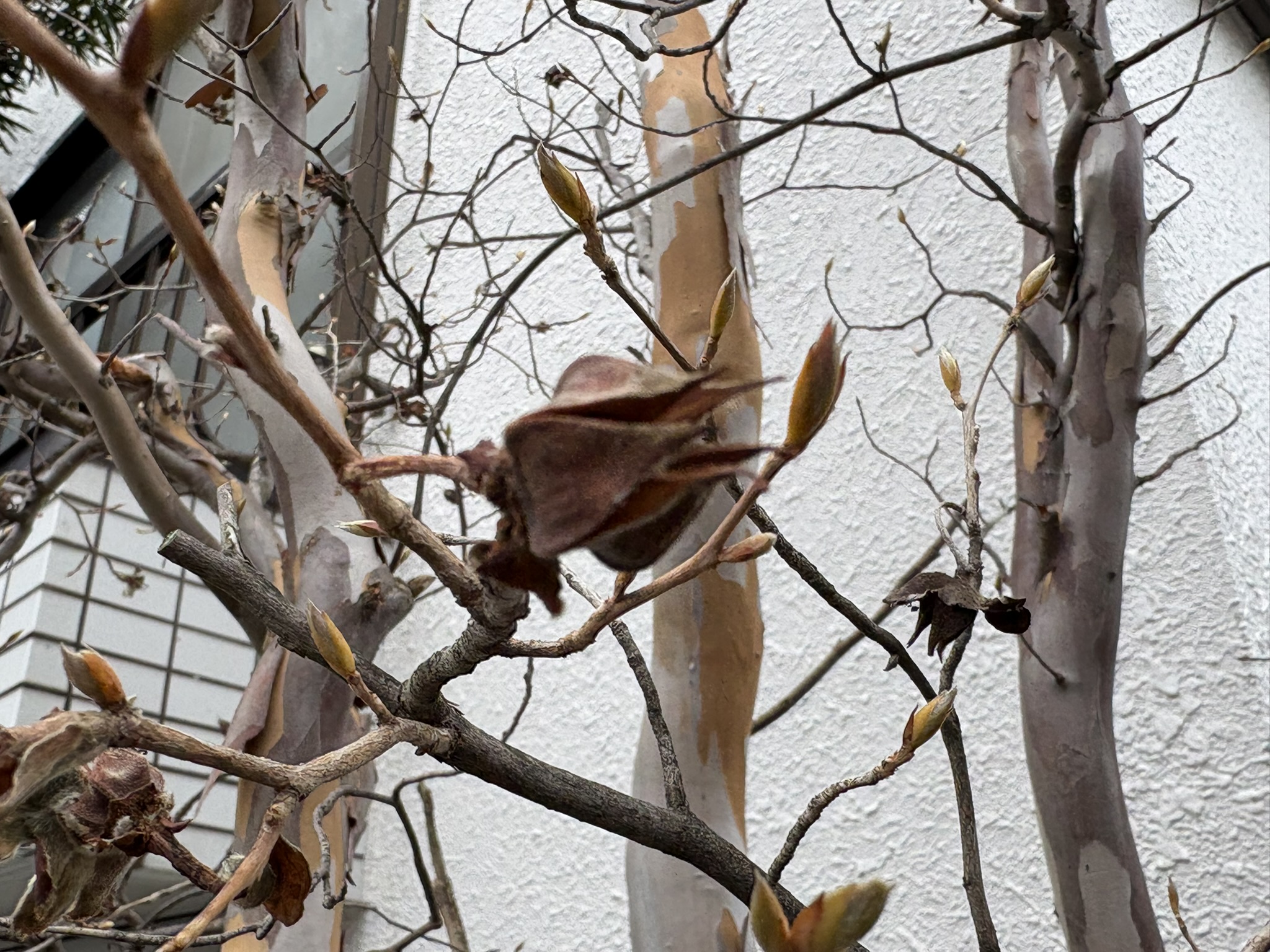 ナツツバキの蒴果はドライフラワーの様 2025-12-27