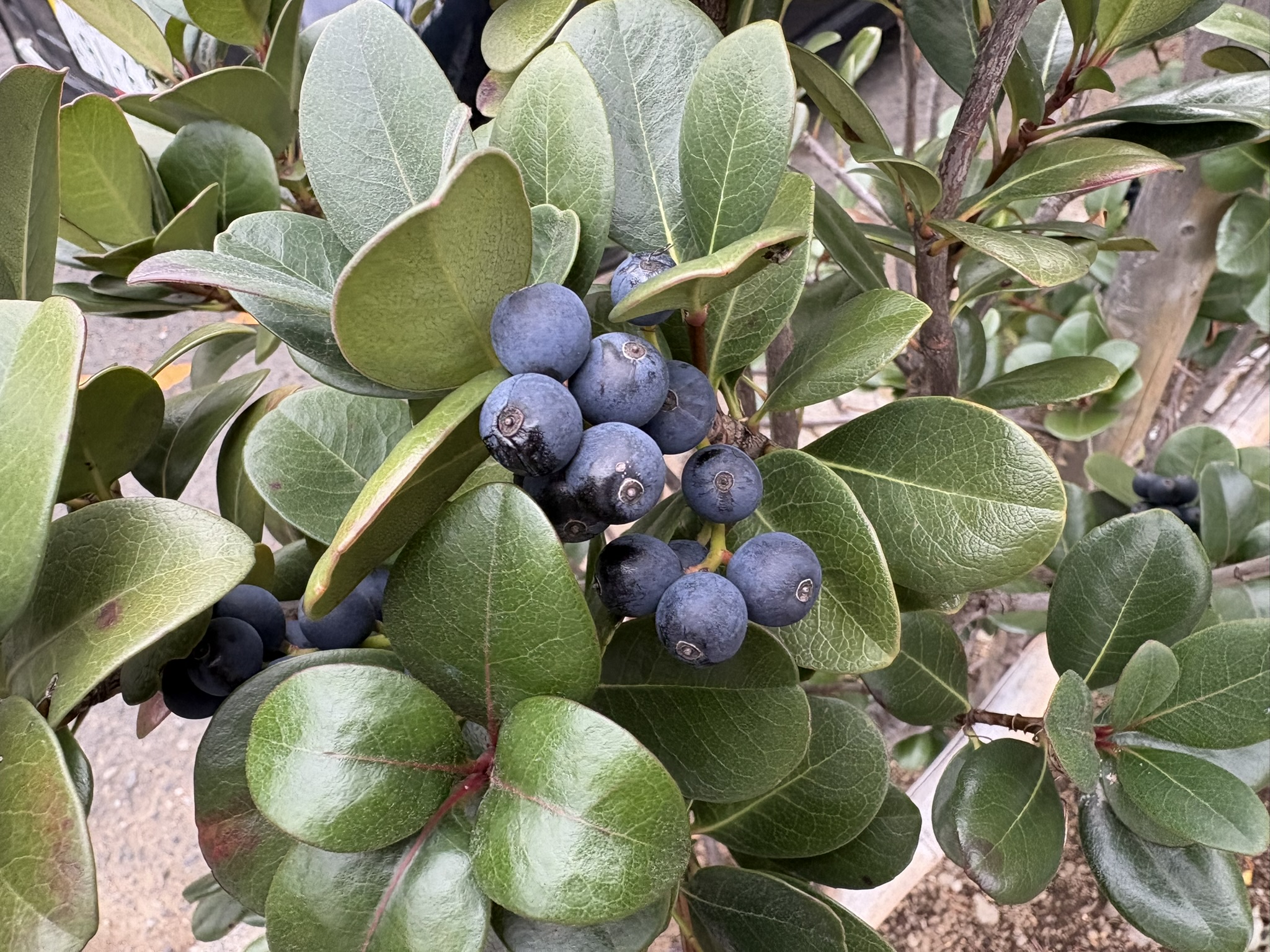 シャリンバイの実が紫に 2025-12-27