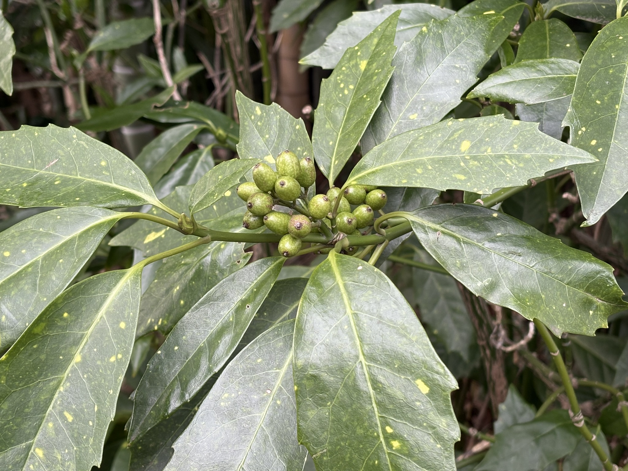 玉林寺アオイの若実 2025-12-29