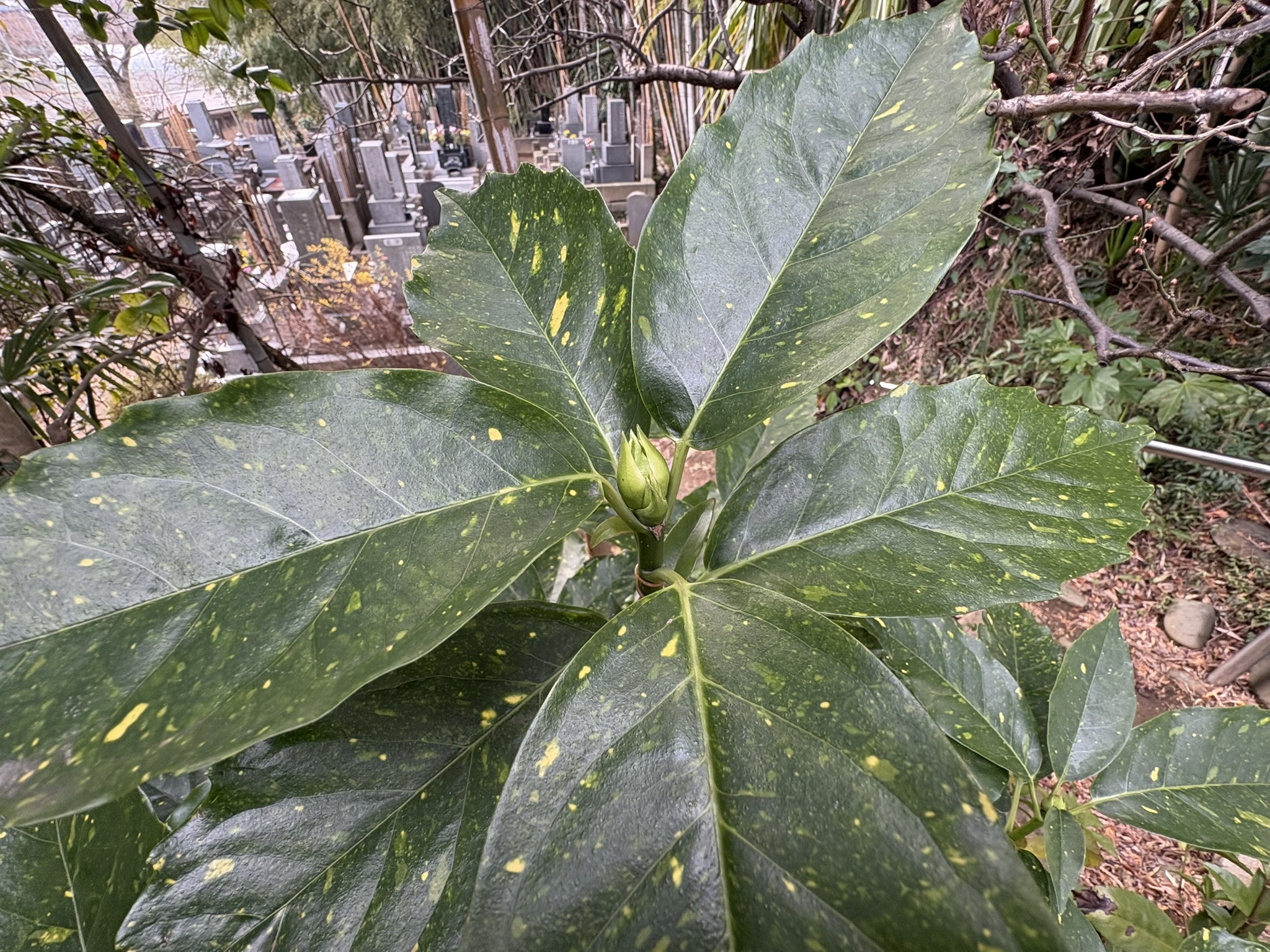 来春に向けて花芽をつけるアオキの雄花 2025-12-29