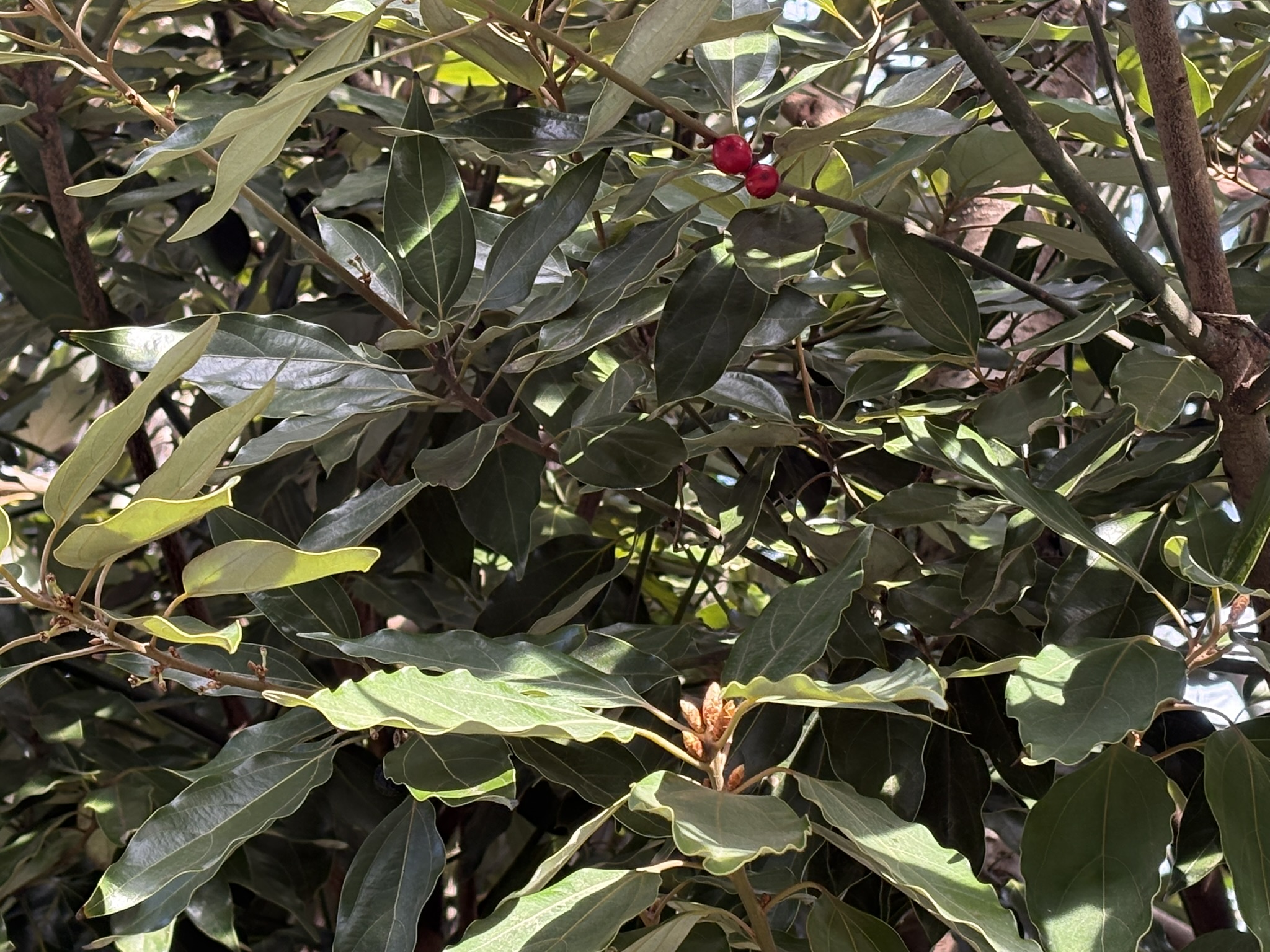 じっくり時間をかけてる教育方針のシロダモ 2025-12-29