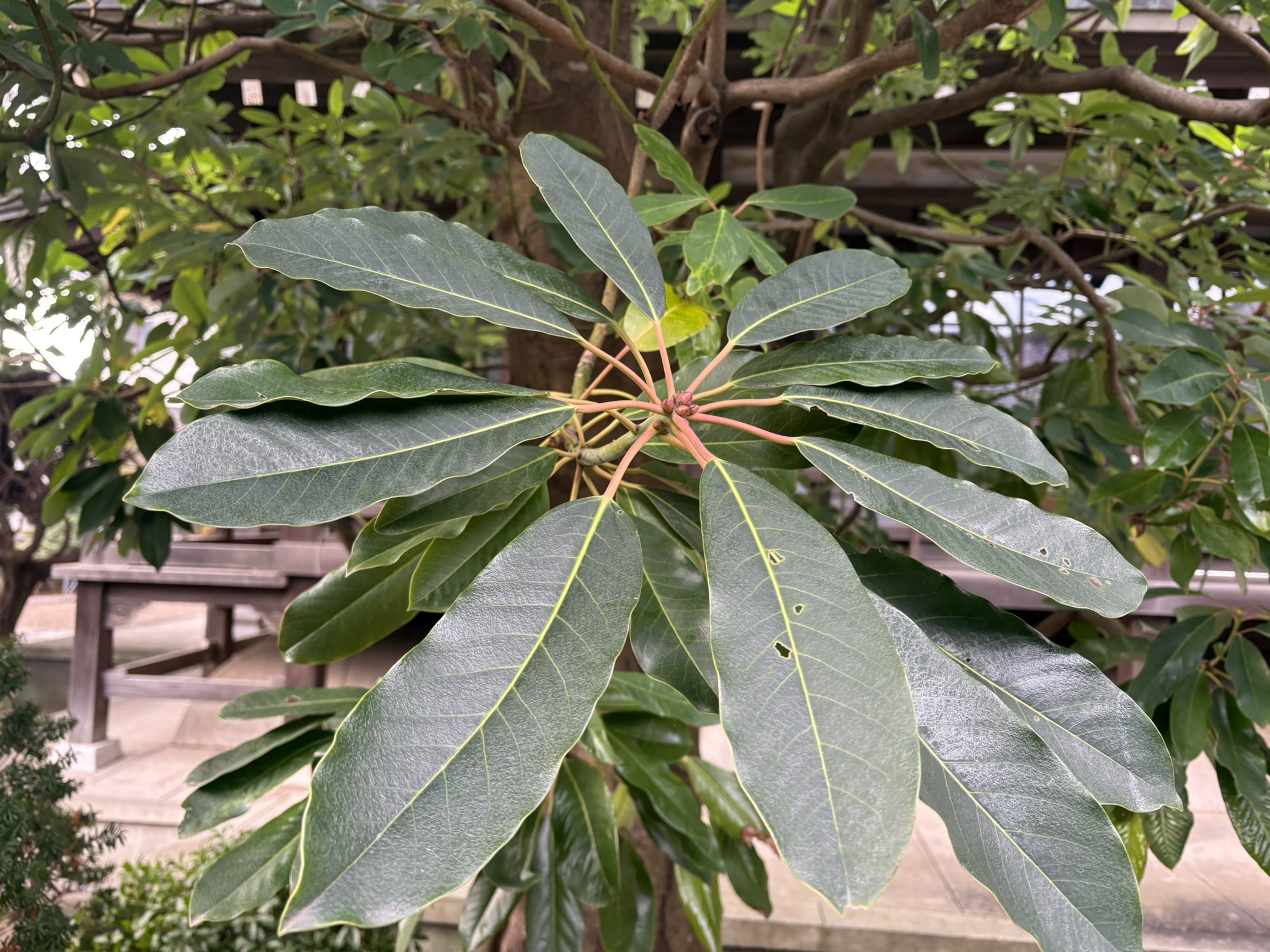 葉柄が鮮やかなユズリハ 2025-12-29