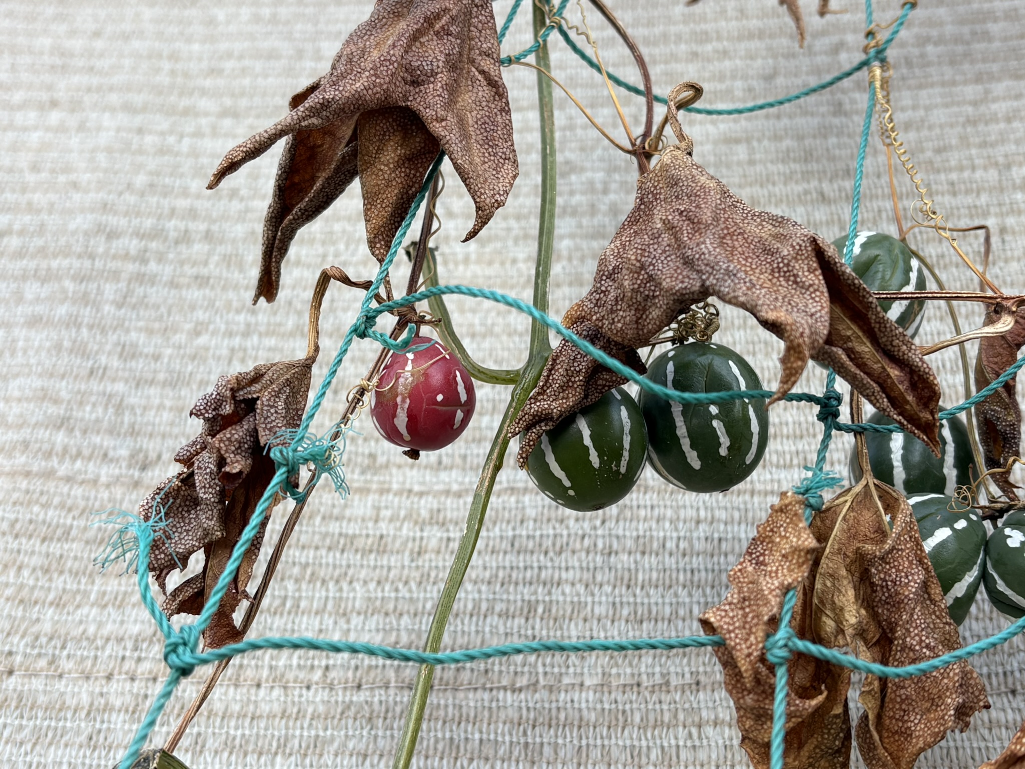 赤く色づくオキワナスズメウリ 2025-12-31