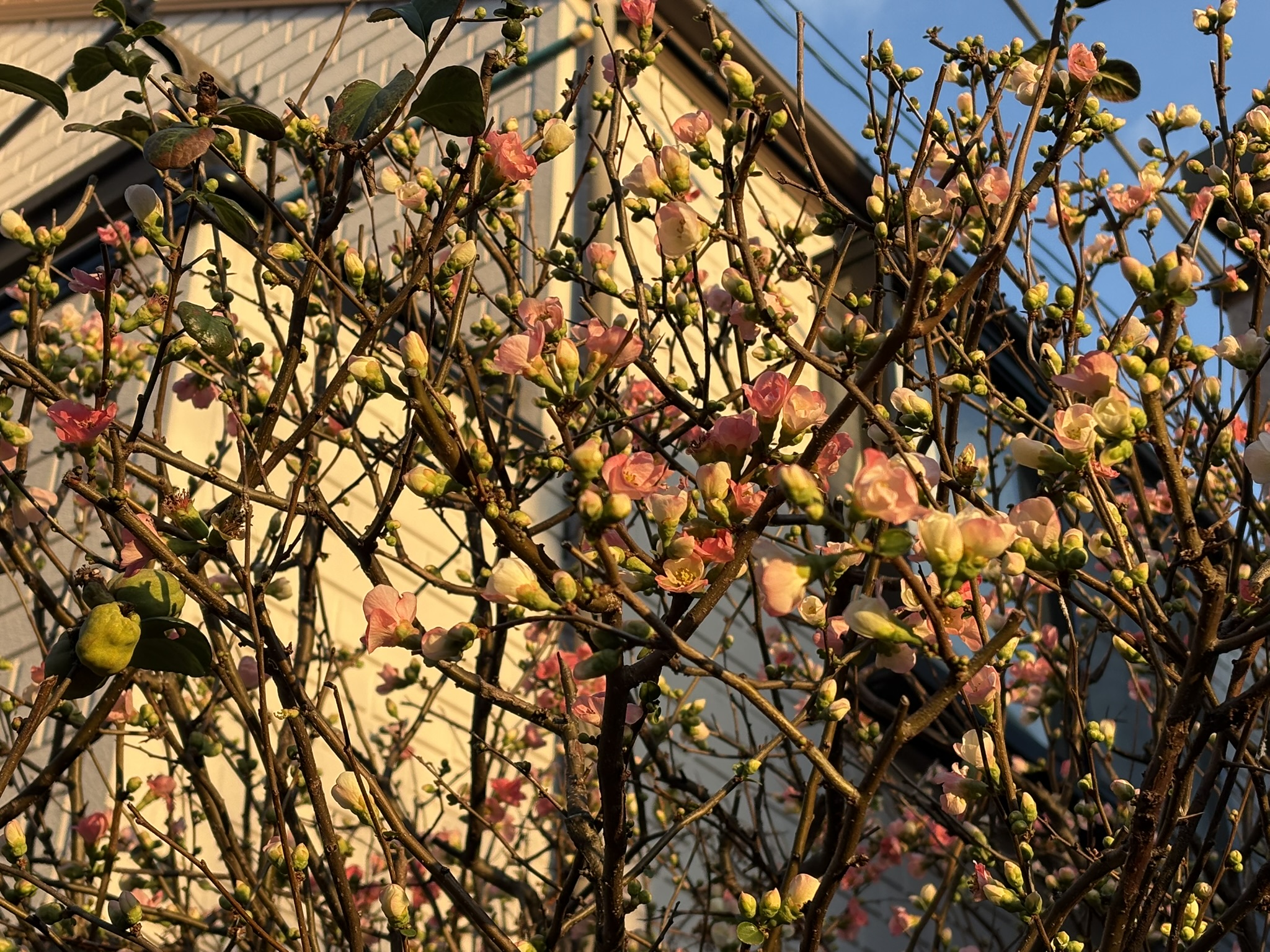 ボケだいぶ開花してきました 2026-01-01