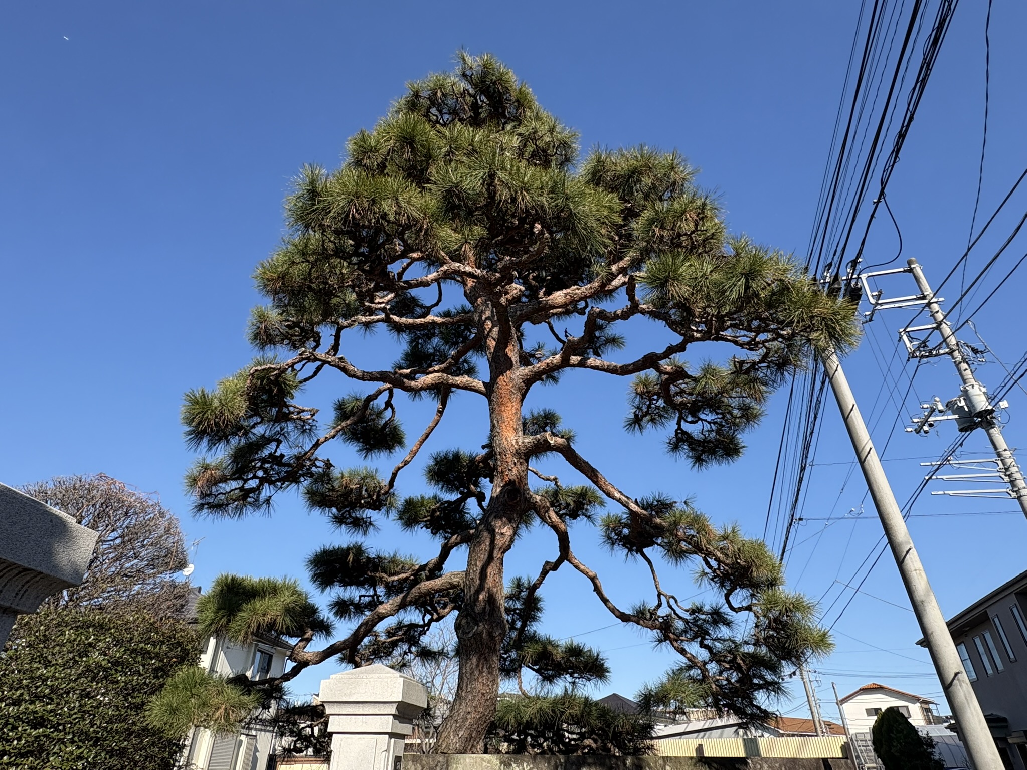 元旦の青空にアカマツ 2026-01-01