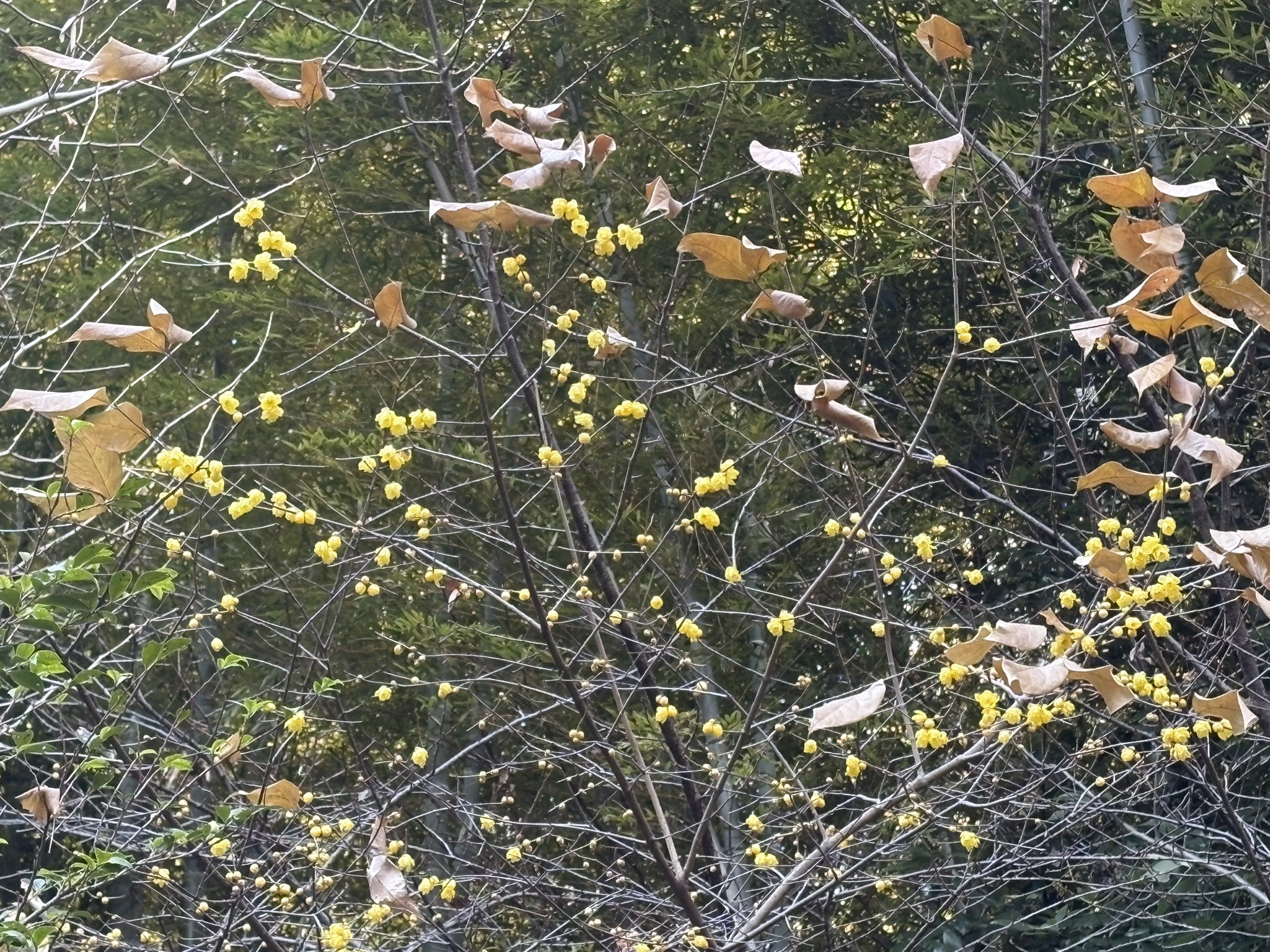 菅薬師堂のロウバイが満開 2026-01-01