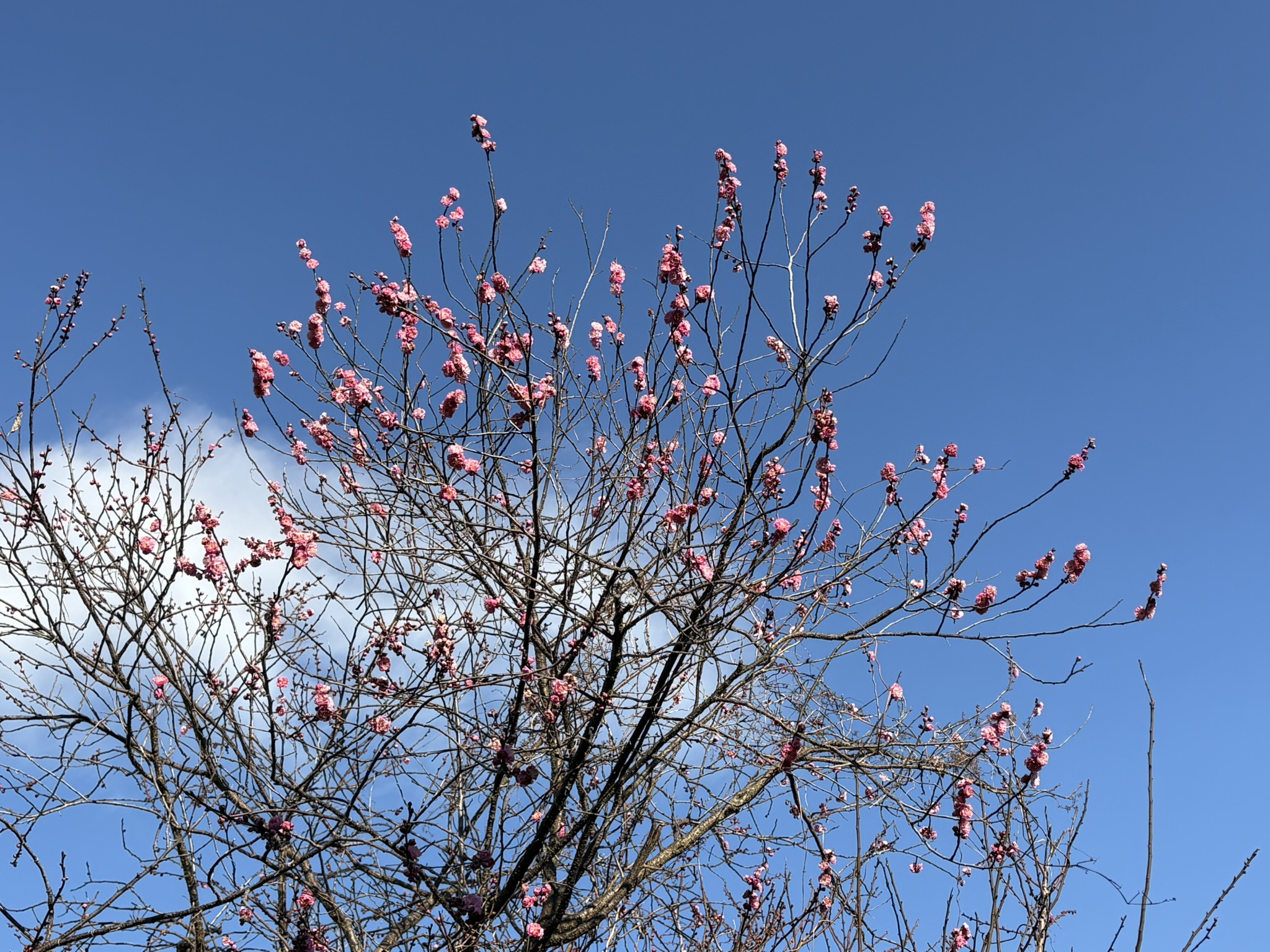 早くも7分咲のコウバイ 2026-01-01