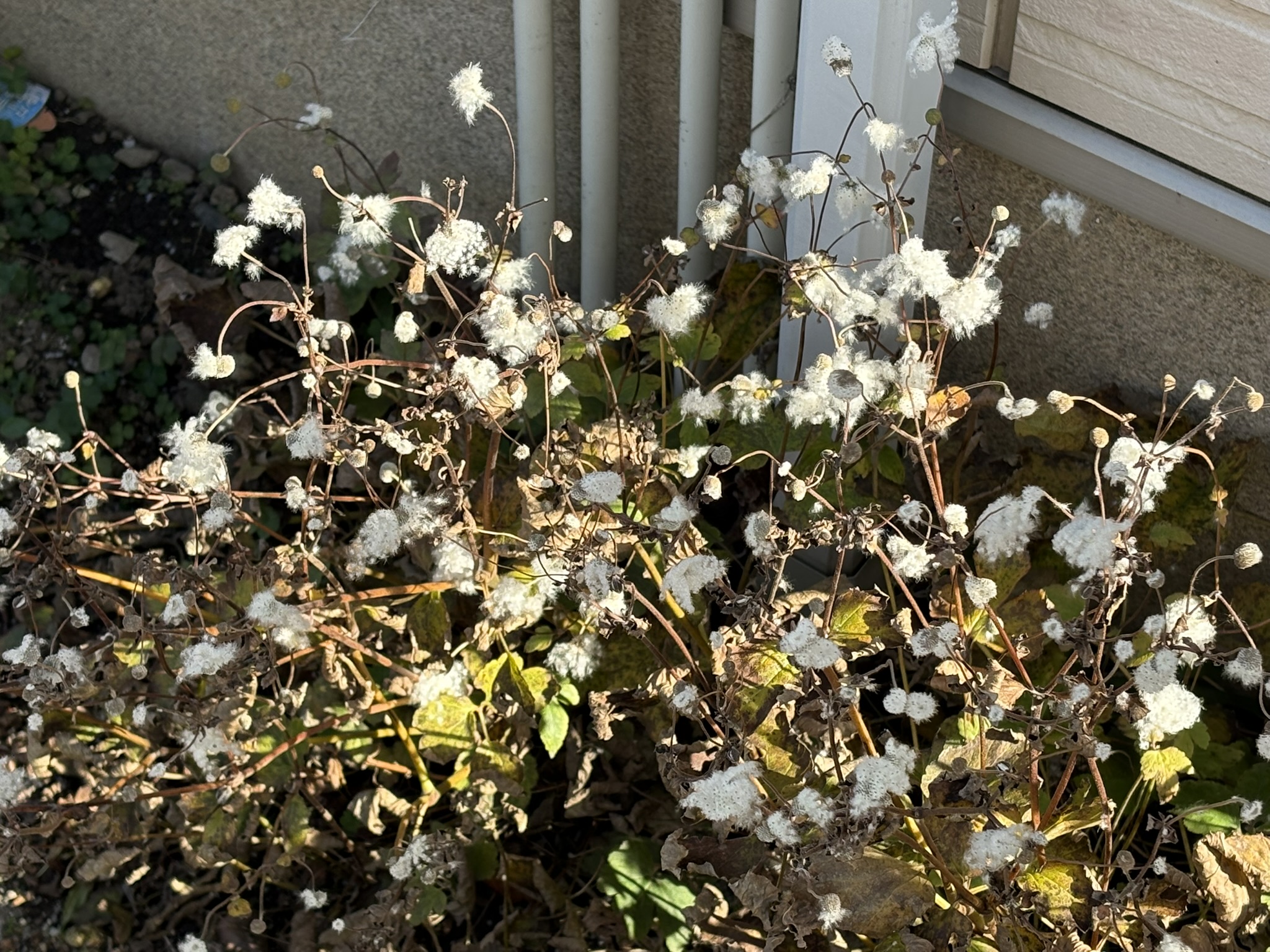 綿毛を飛ばす冬のシュウメイギク 2026-01-02