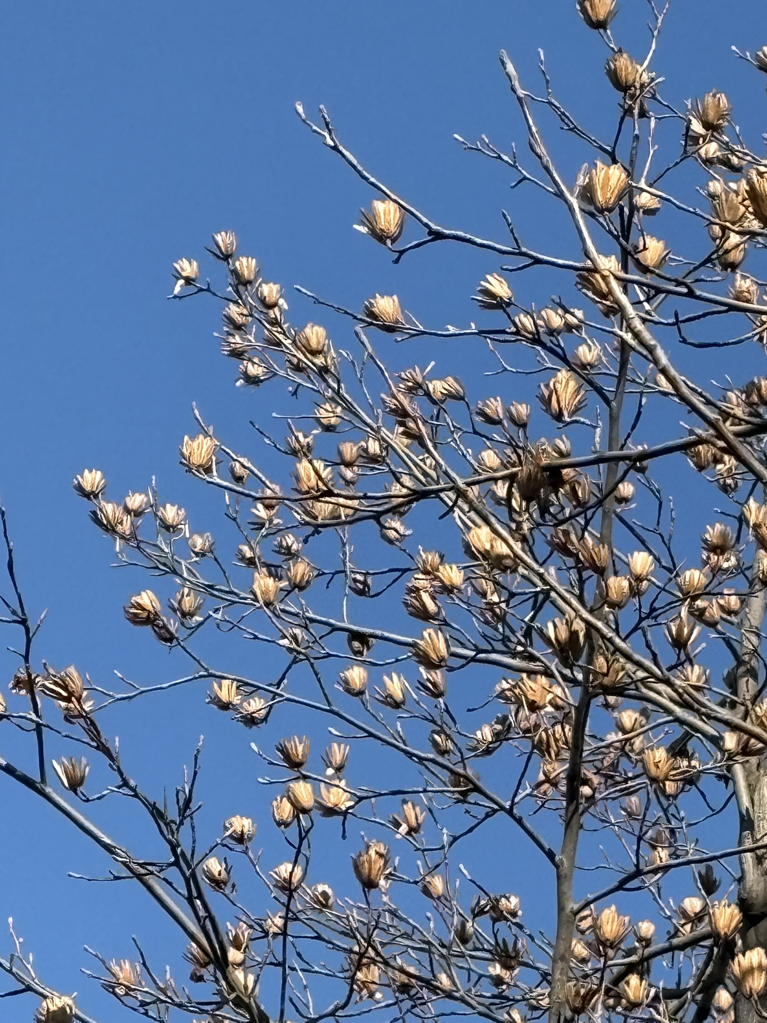 種までチューリップ型のユリノキ 2026-01-02